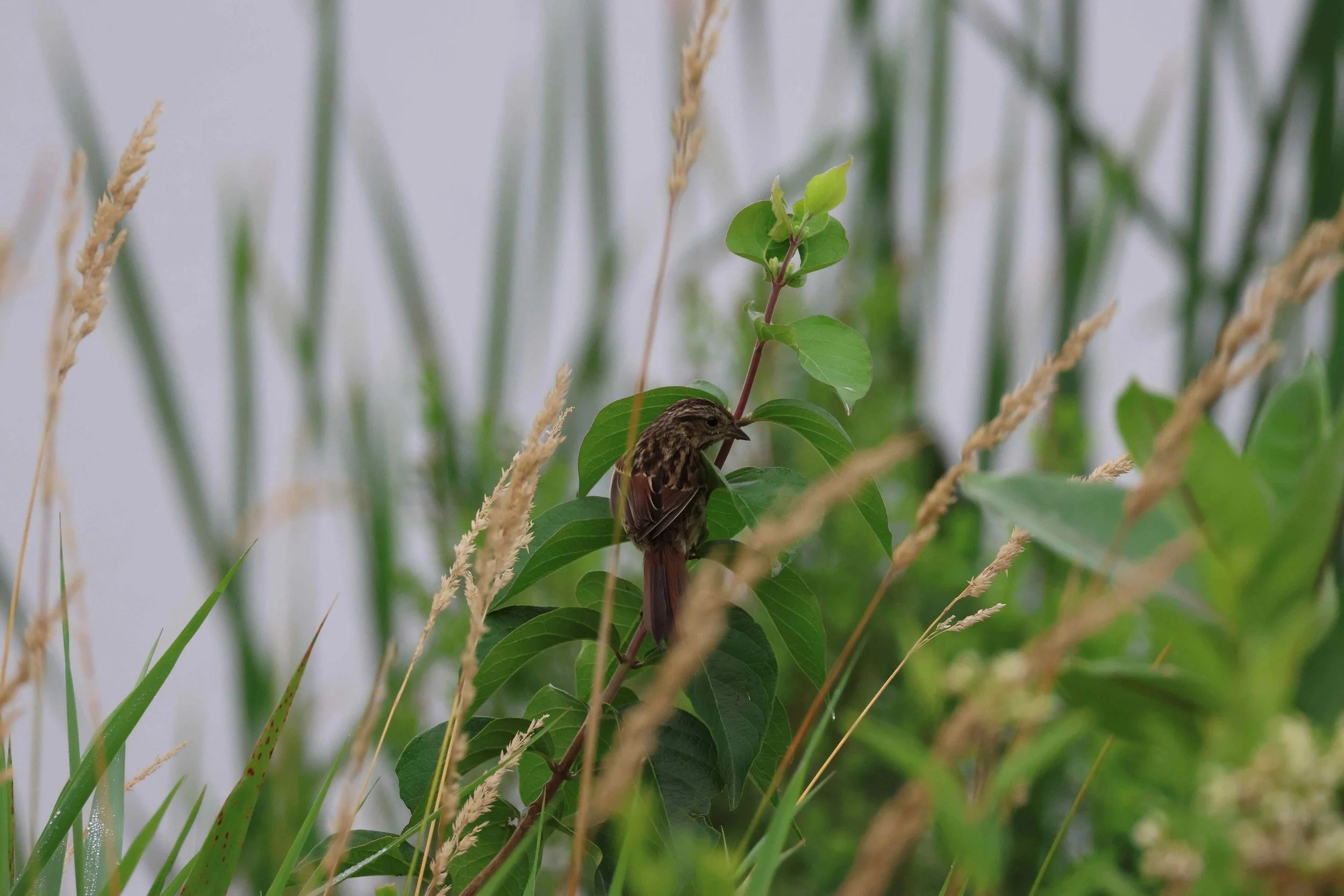 Swamp Sparrow 2.jpg