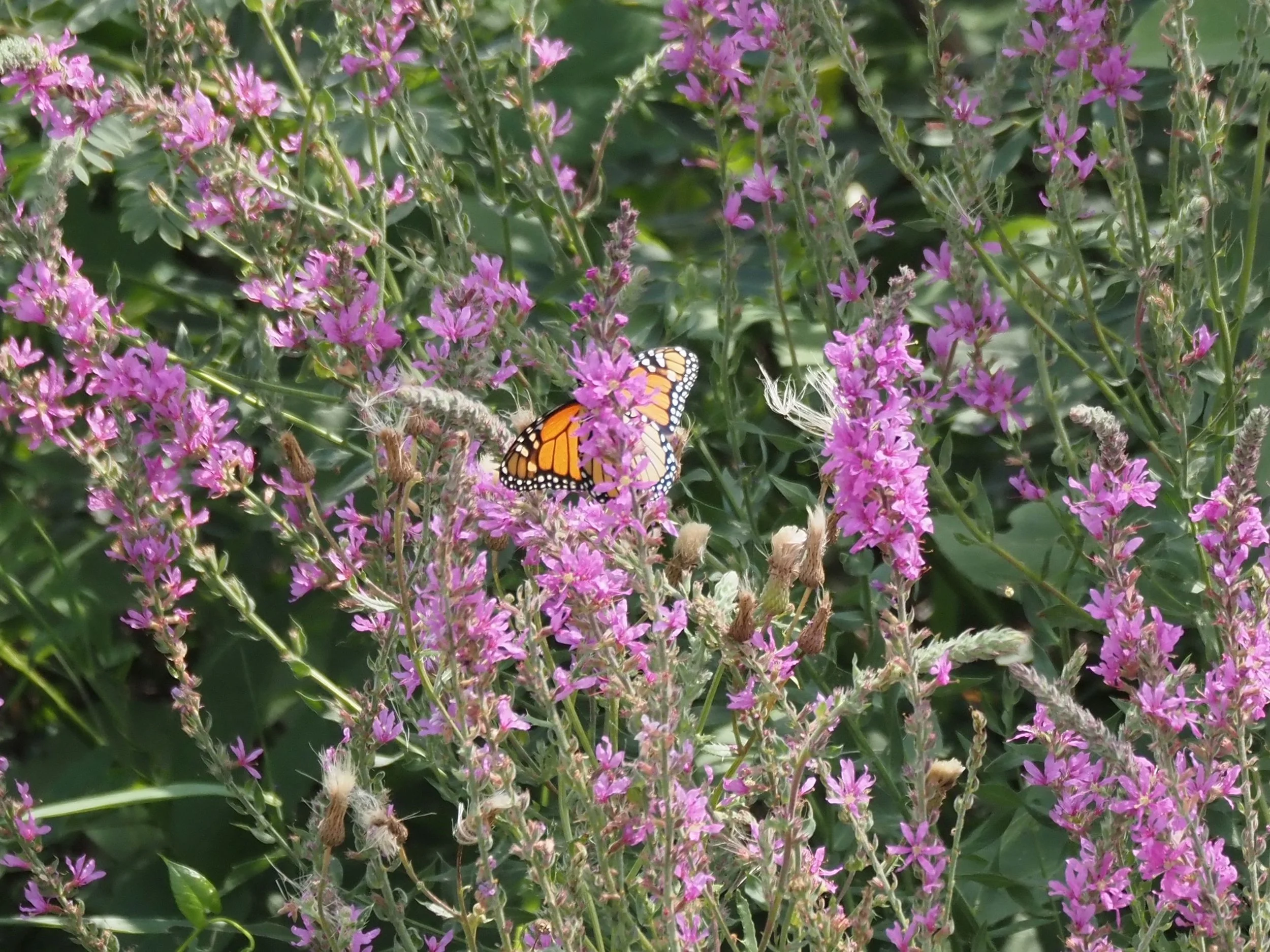 Butterfly.JPG
