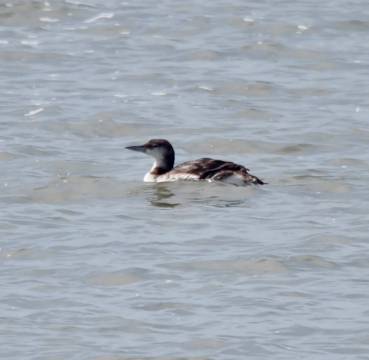 Common Loon.jpg