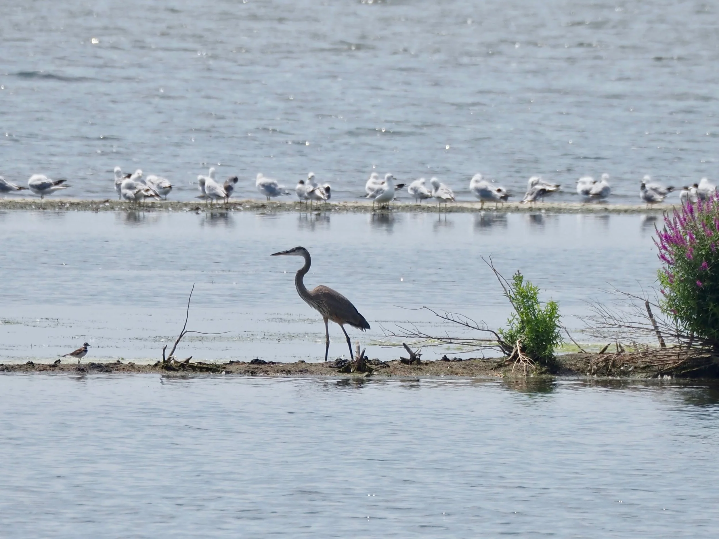 Gulls and Heron.jpg