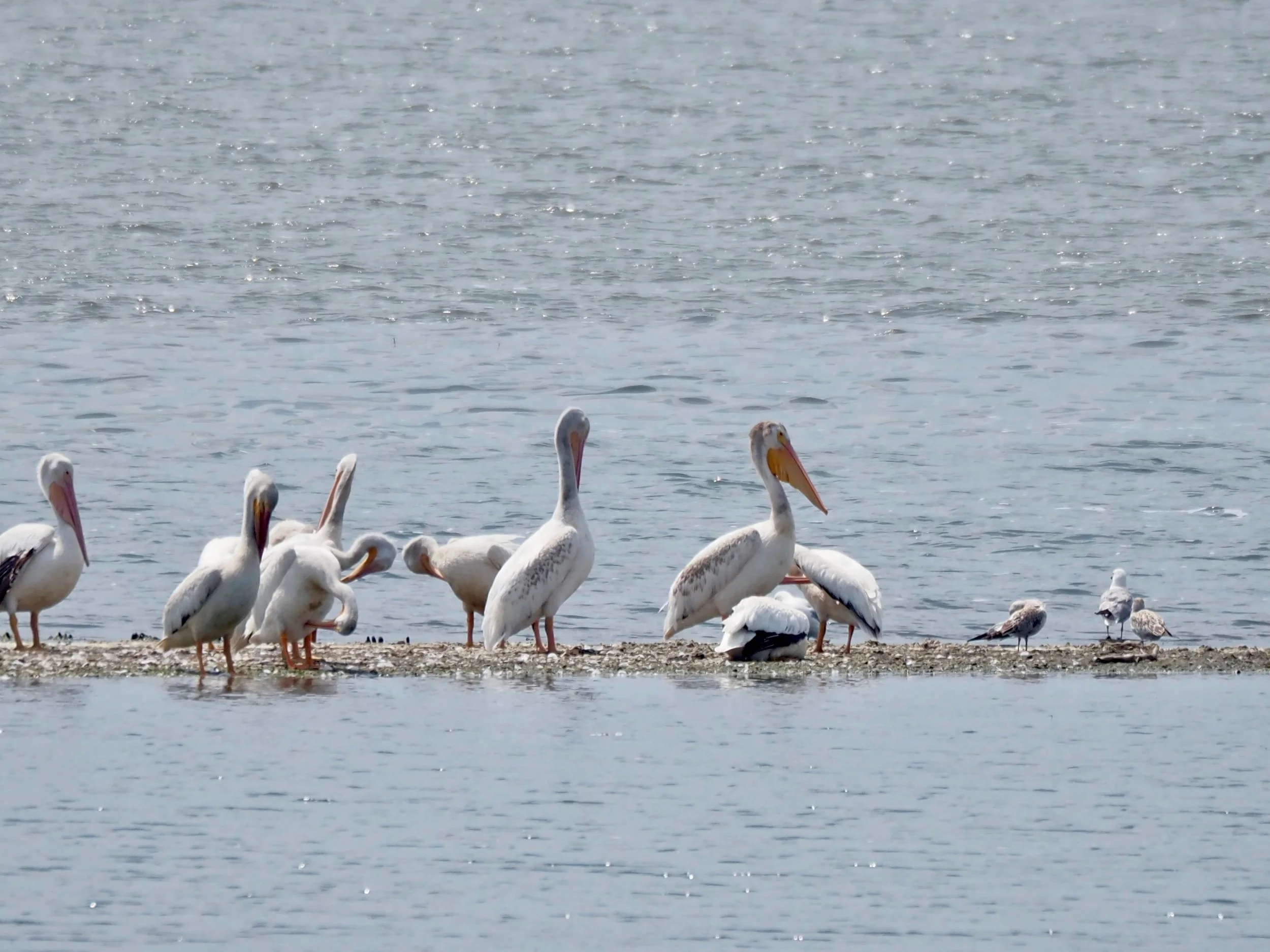 Pelicans.jpg