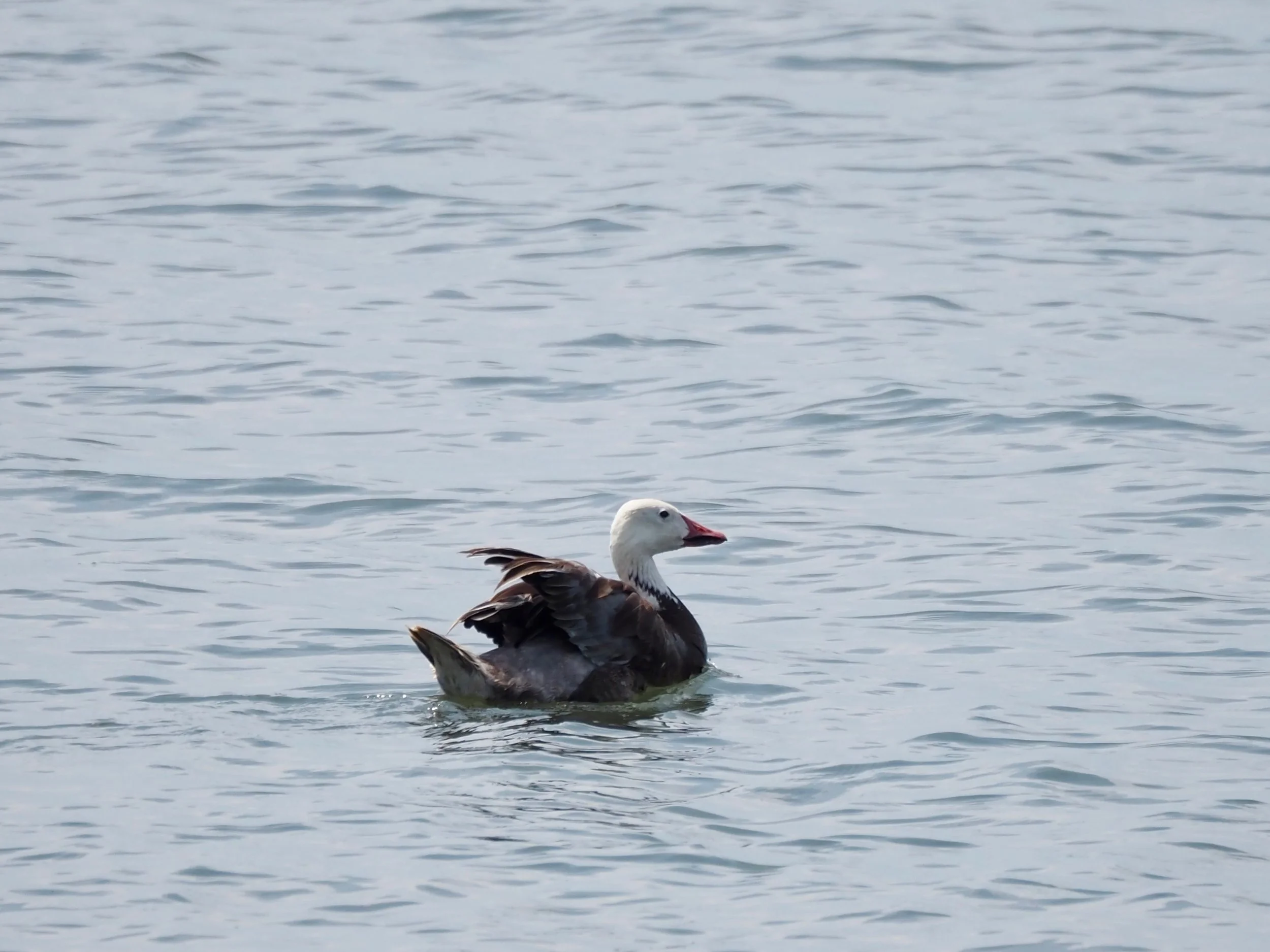 Snow Goose in July.jpg
