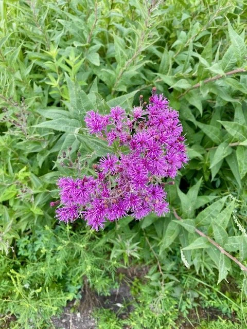 IMG_7839.jpeg