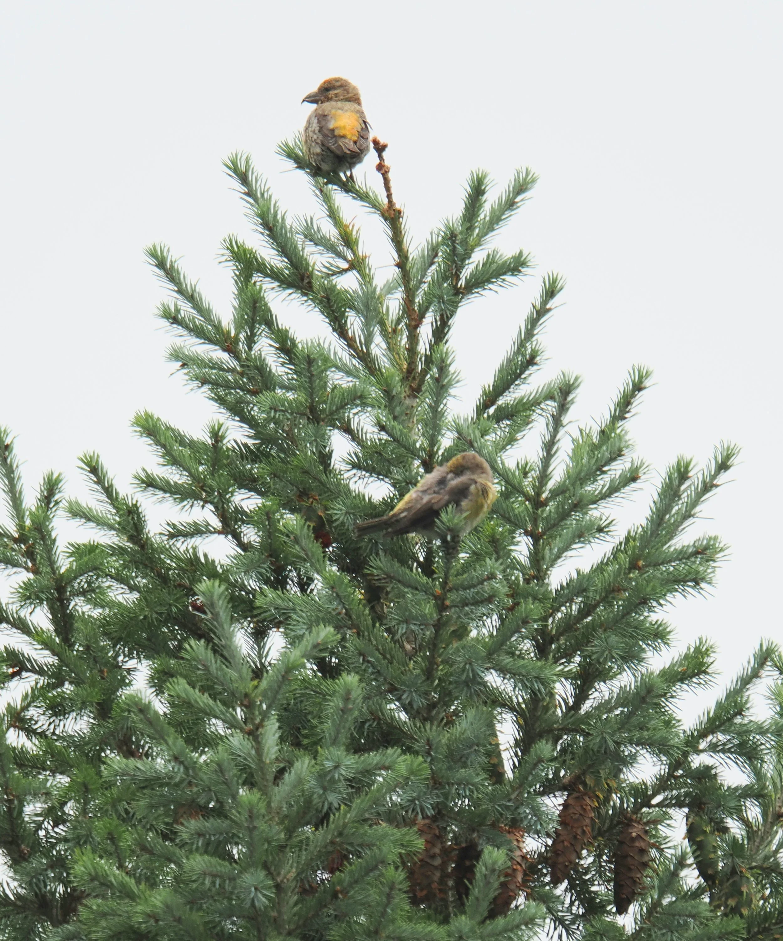 crossbills1 (2).jpg