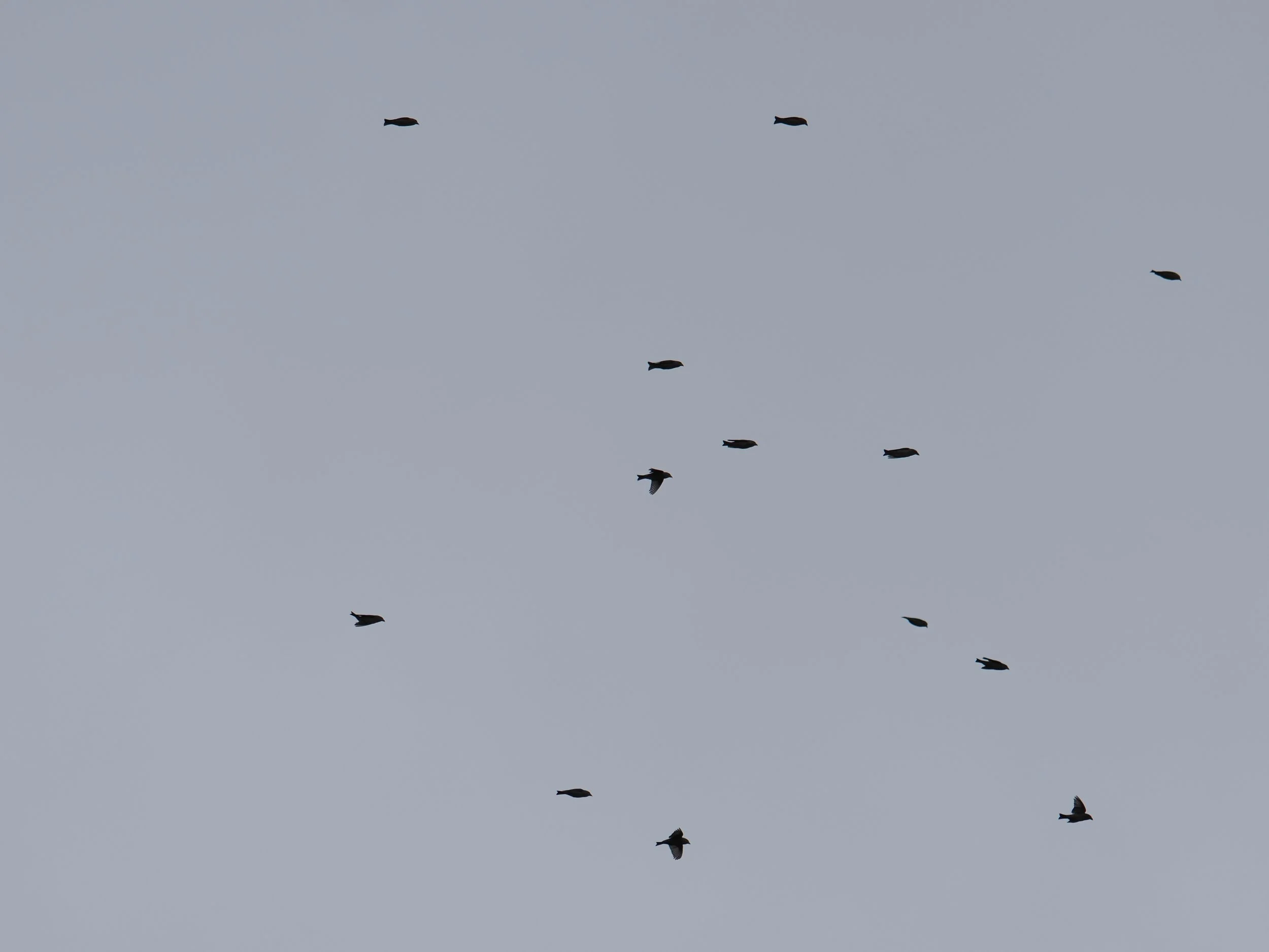 crossbills-flock.JPG