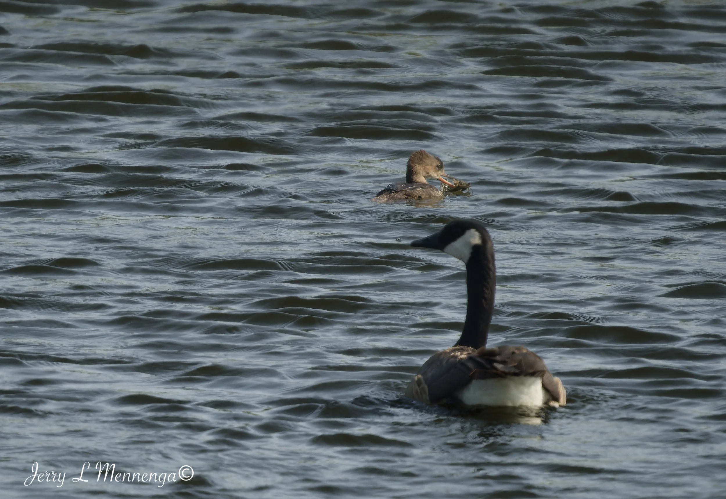 BirdsOwegoWetland202608-01_0039_DxO.jpg
