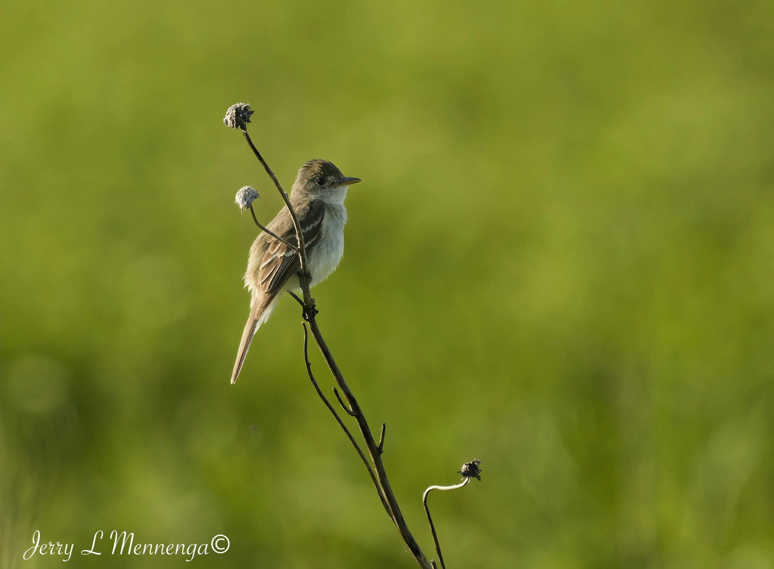 BirdsOwegoWetland202608-01_1133_DxO.jpg