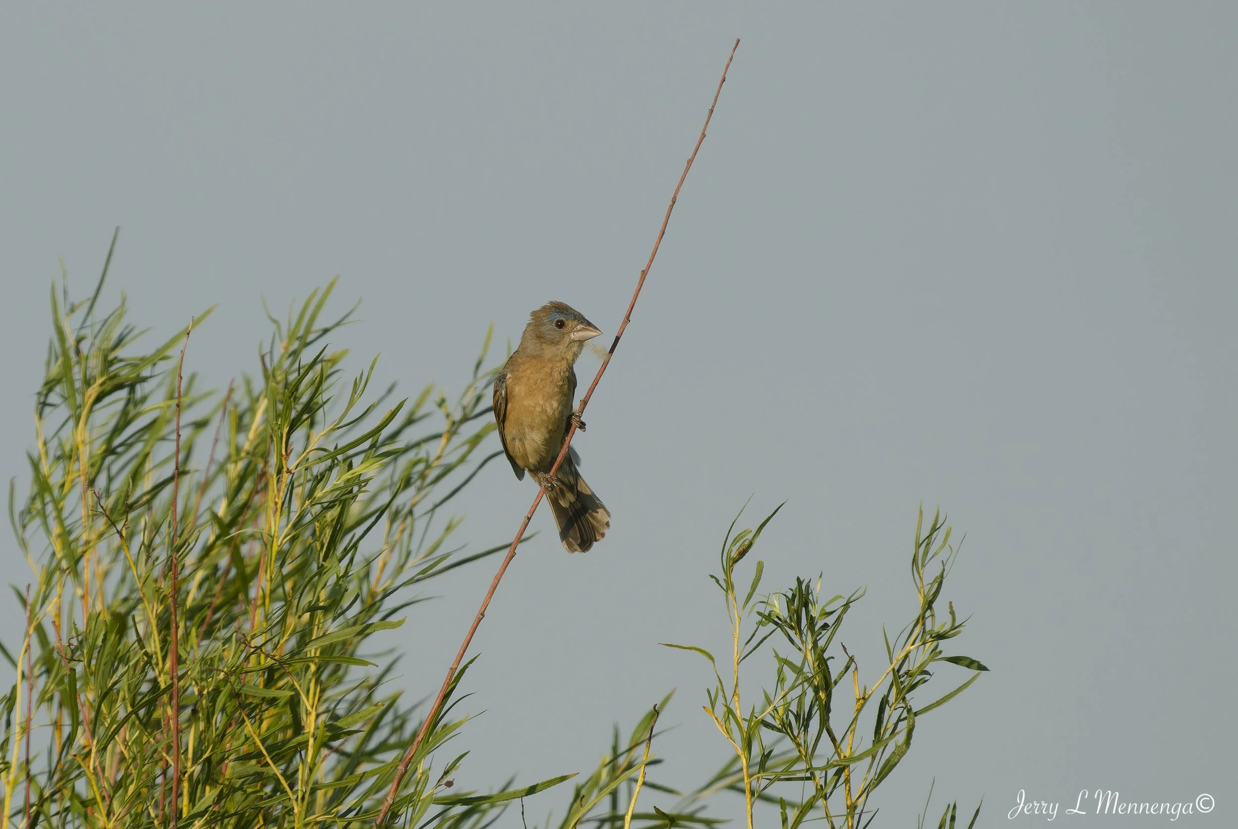 BirdsOwegoWetland202608-01_1427_DxO.jpg