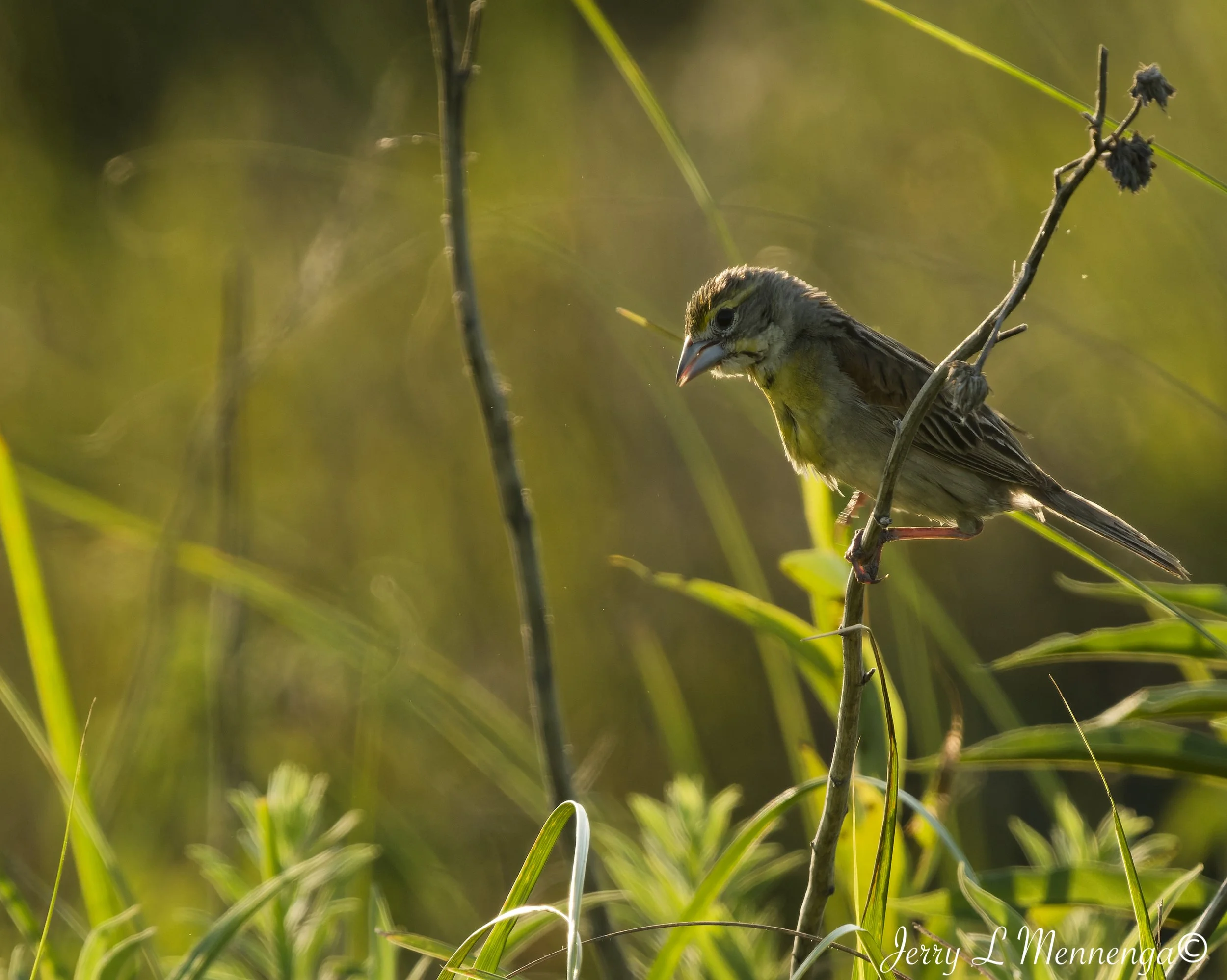 BirdsOwegoWetland202608-01_1552_DxO.jpg