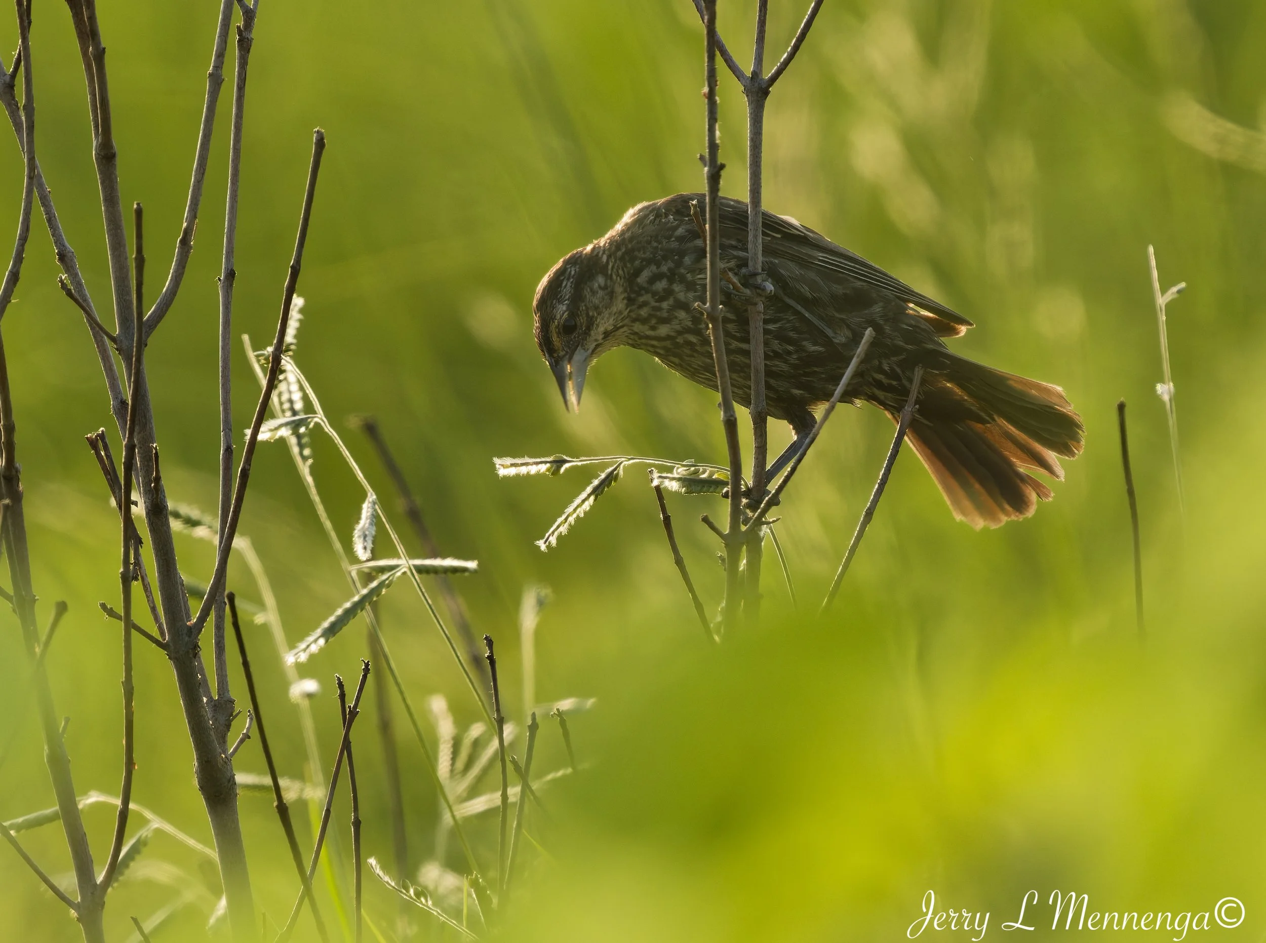 BirdsOwegoWetland202608-01_1662_DxO.jpg