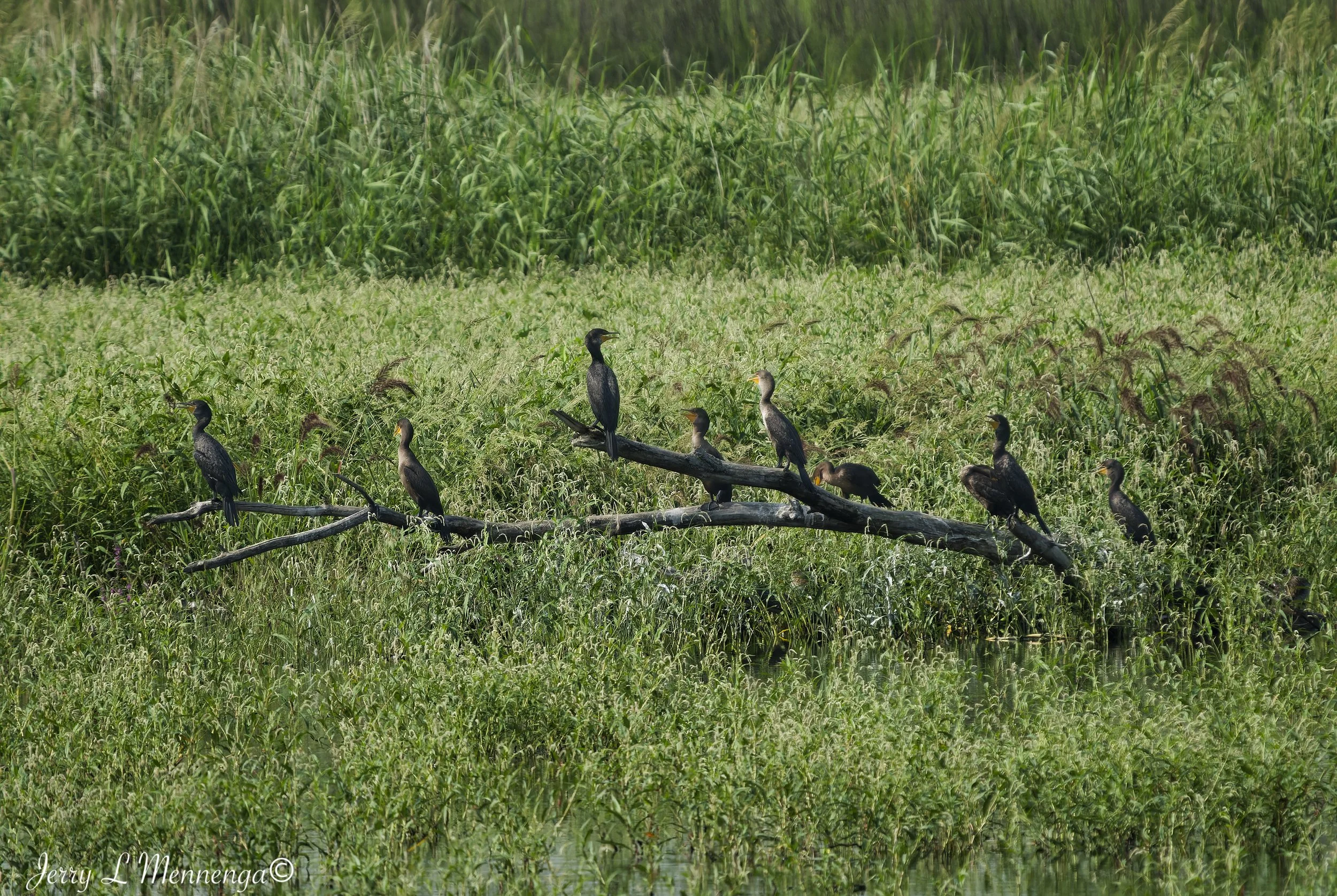 BirdsSnyderBendPark202608-09_0094_DxO.jpg