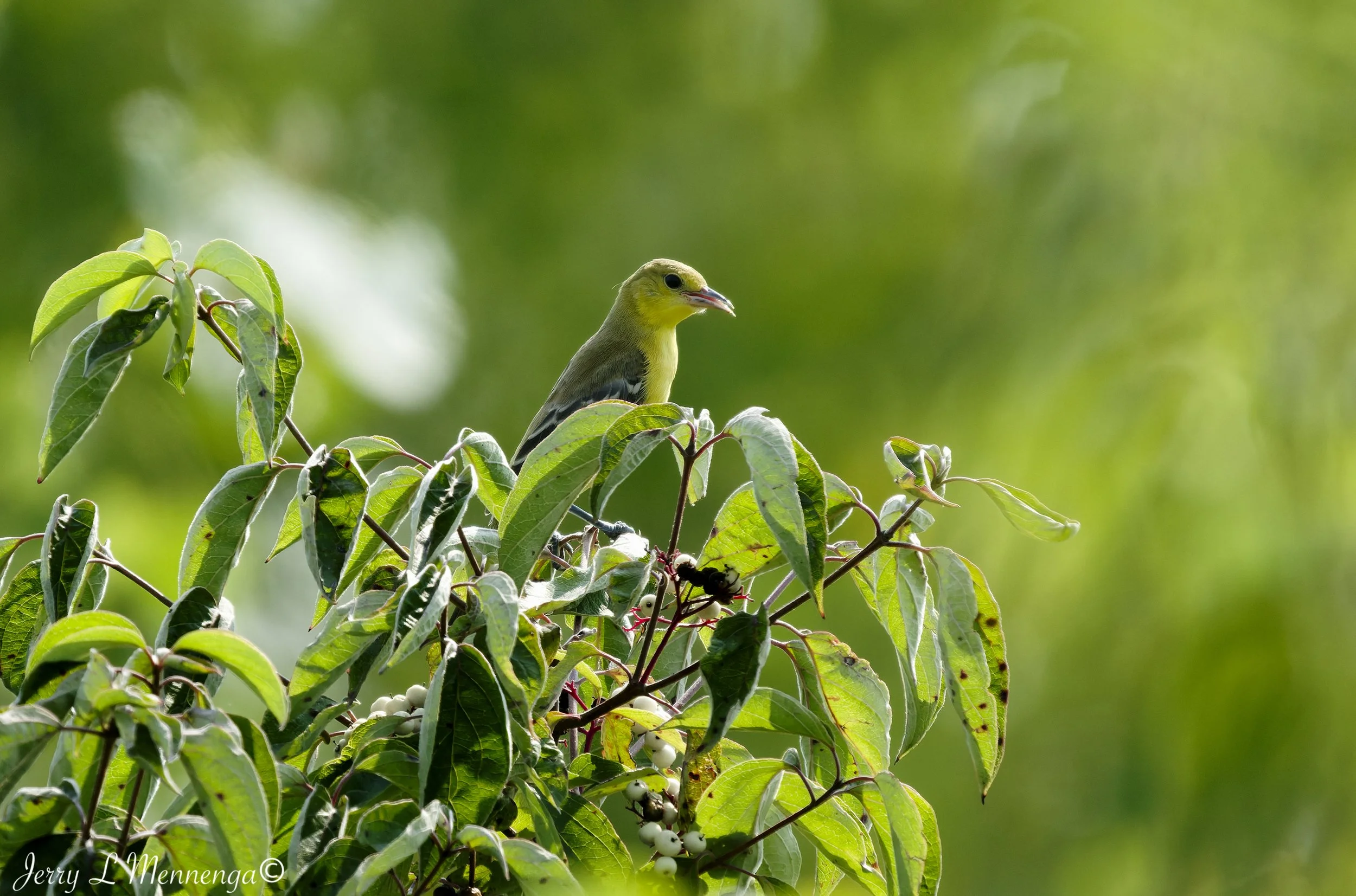 BirdsSnyderBendPark202608-09_0139_DxO.jpg
