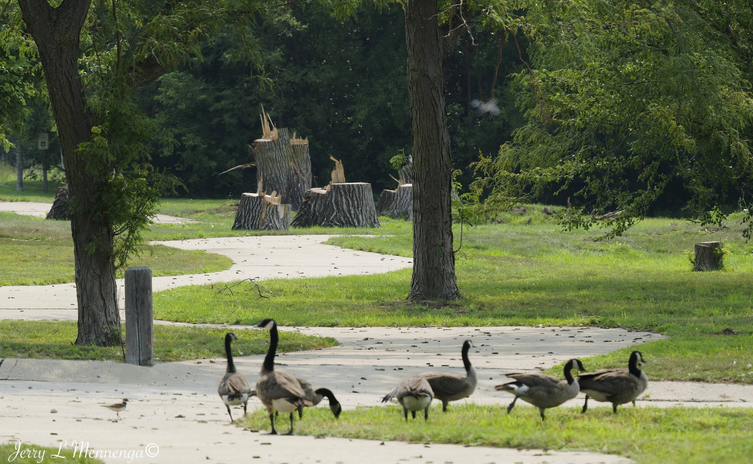 BirdsSnyderBendPark202608-09_0432_DxO.jpg