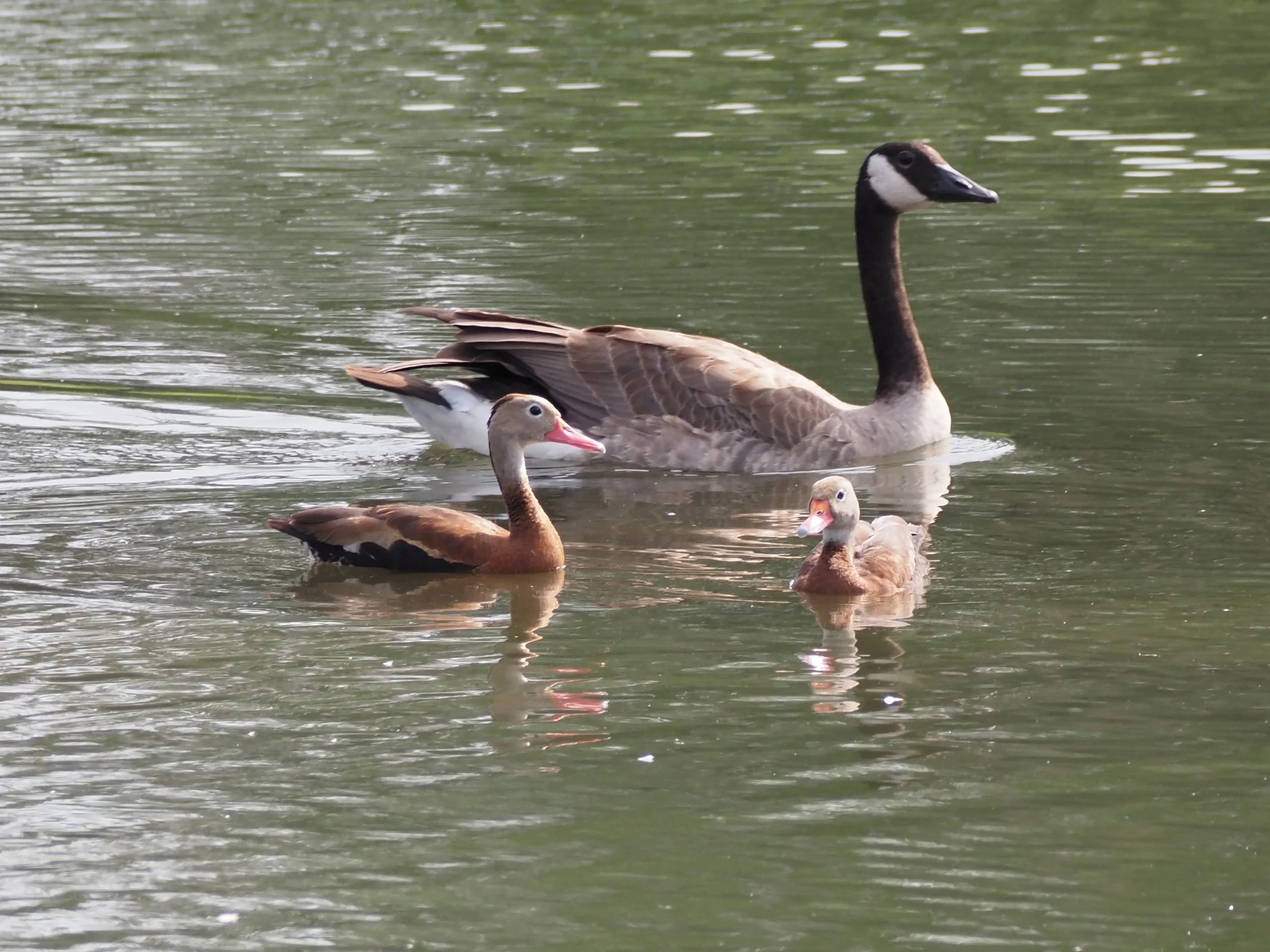 Whistling Ducks 2.JPG