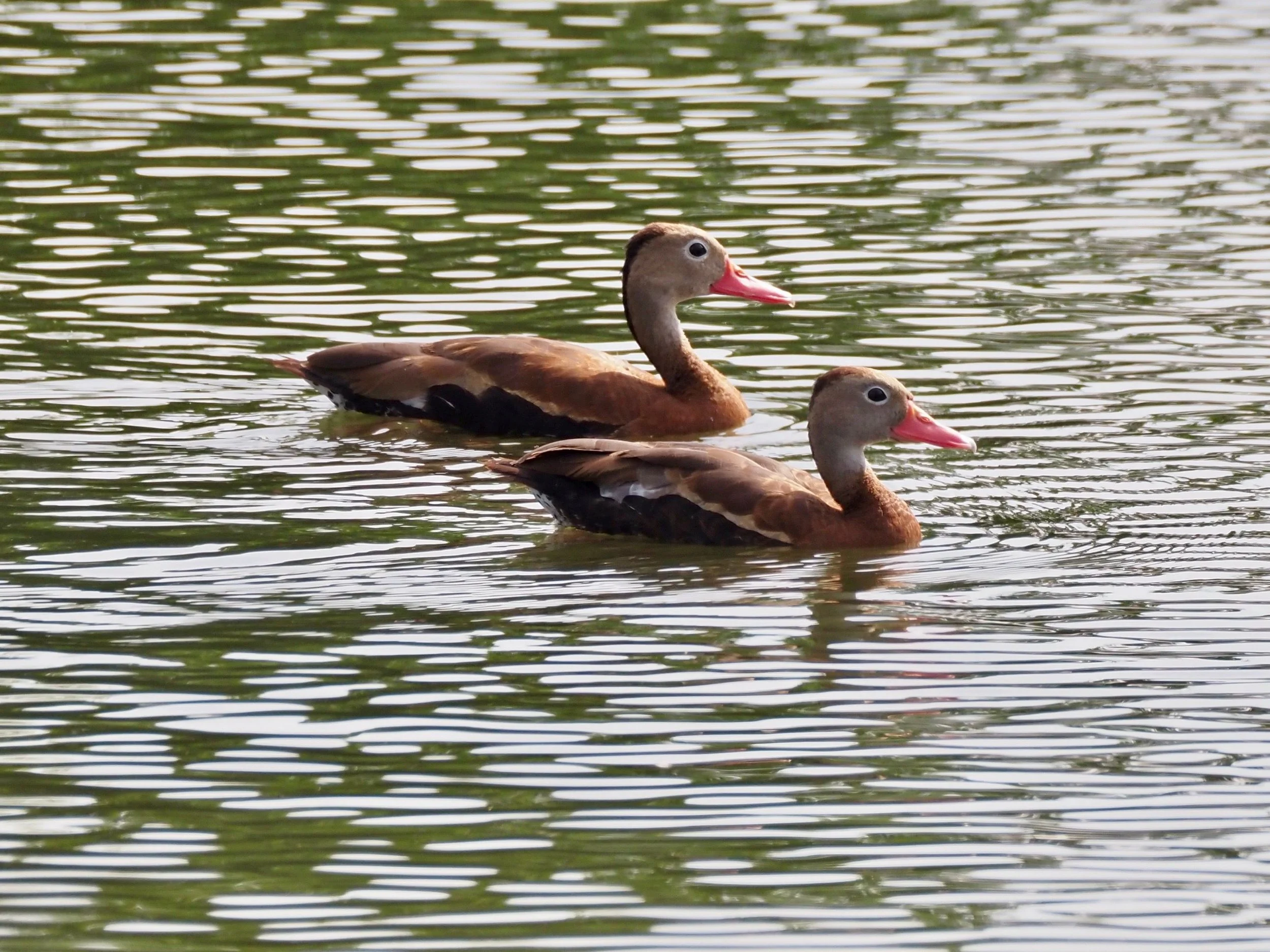 Whistling Duck - Sioux County 2026.jpg