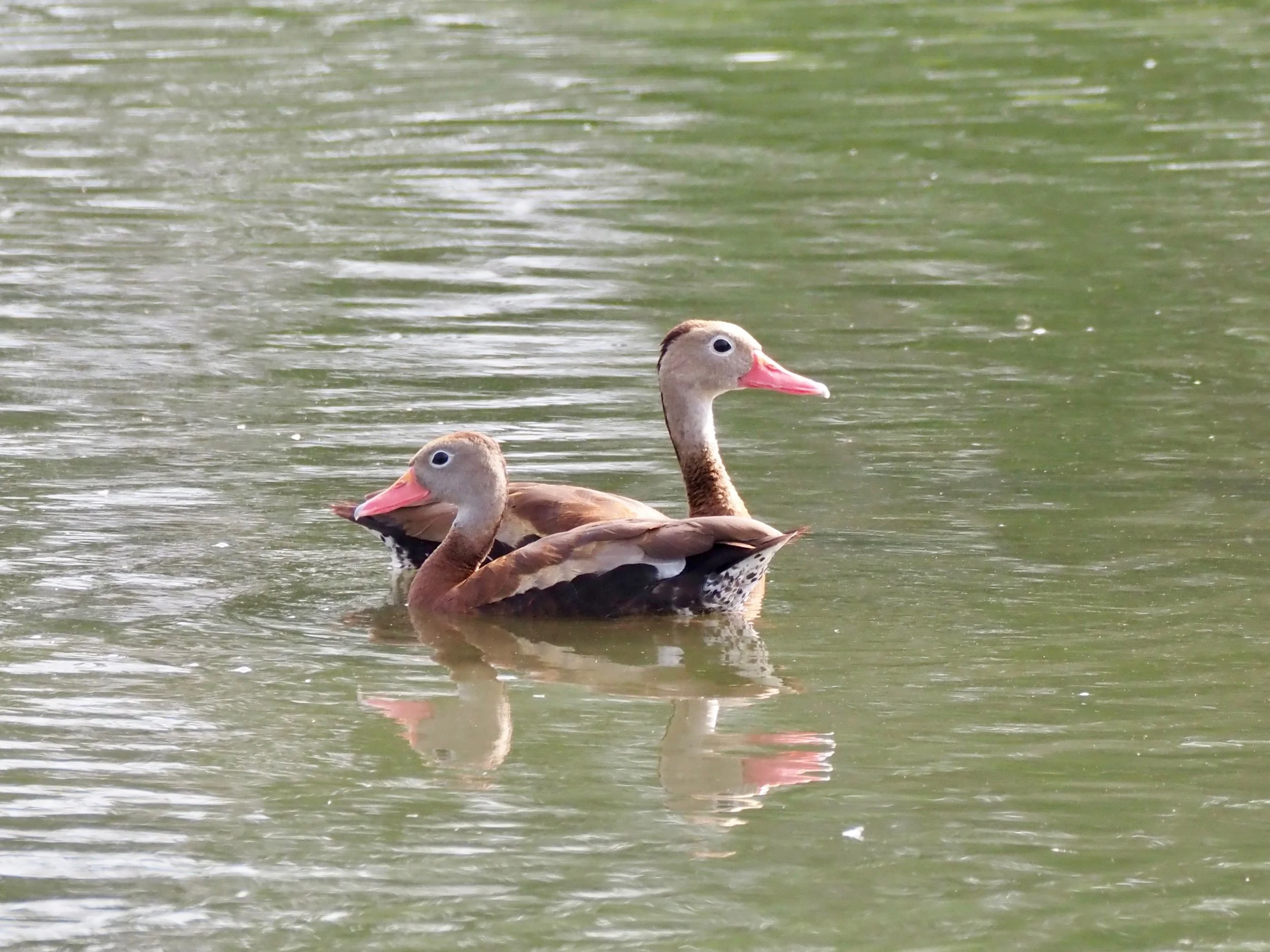 Whistling Ducks 3.jpg
