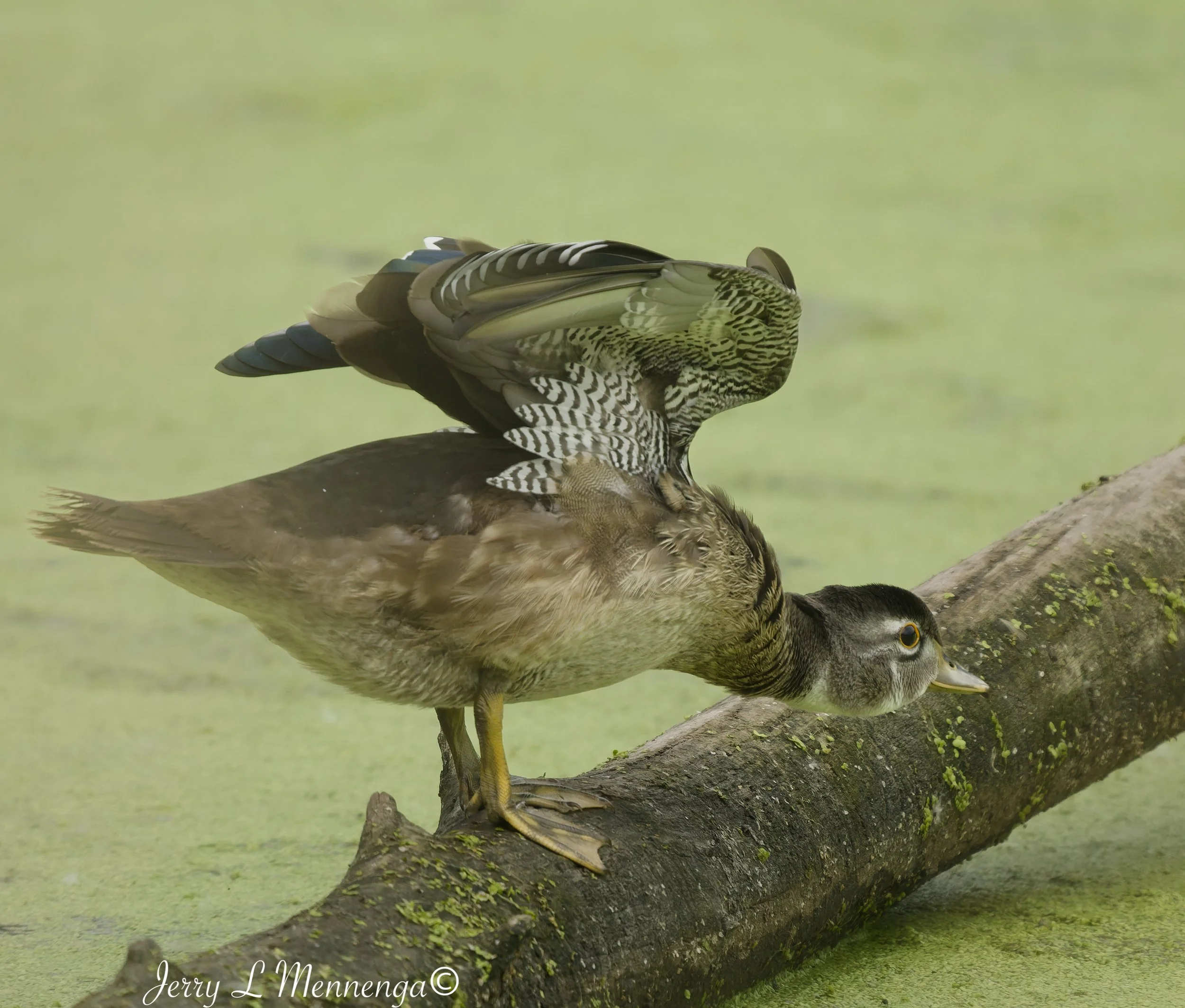 Birds Adams Homestead 2026 07-28_0139_DxO.jpg