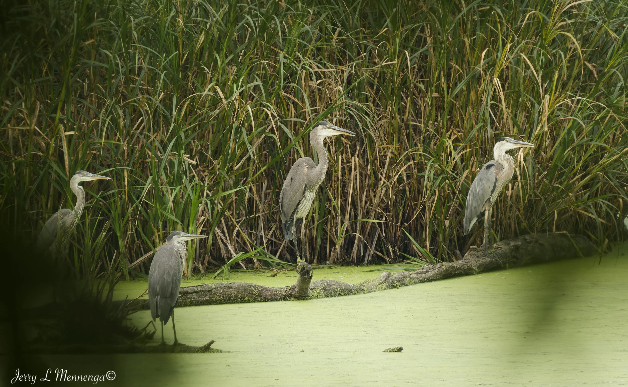 Birds Adams Homestead 2026 07-28_0335_DxO.jpg