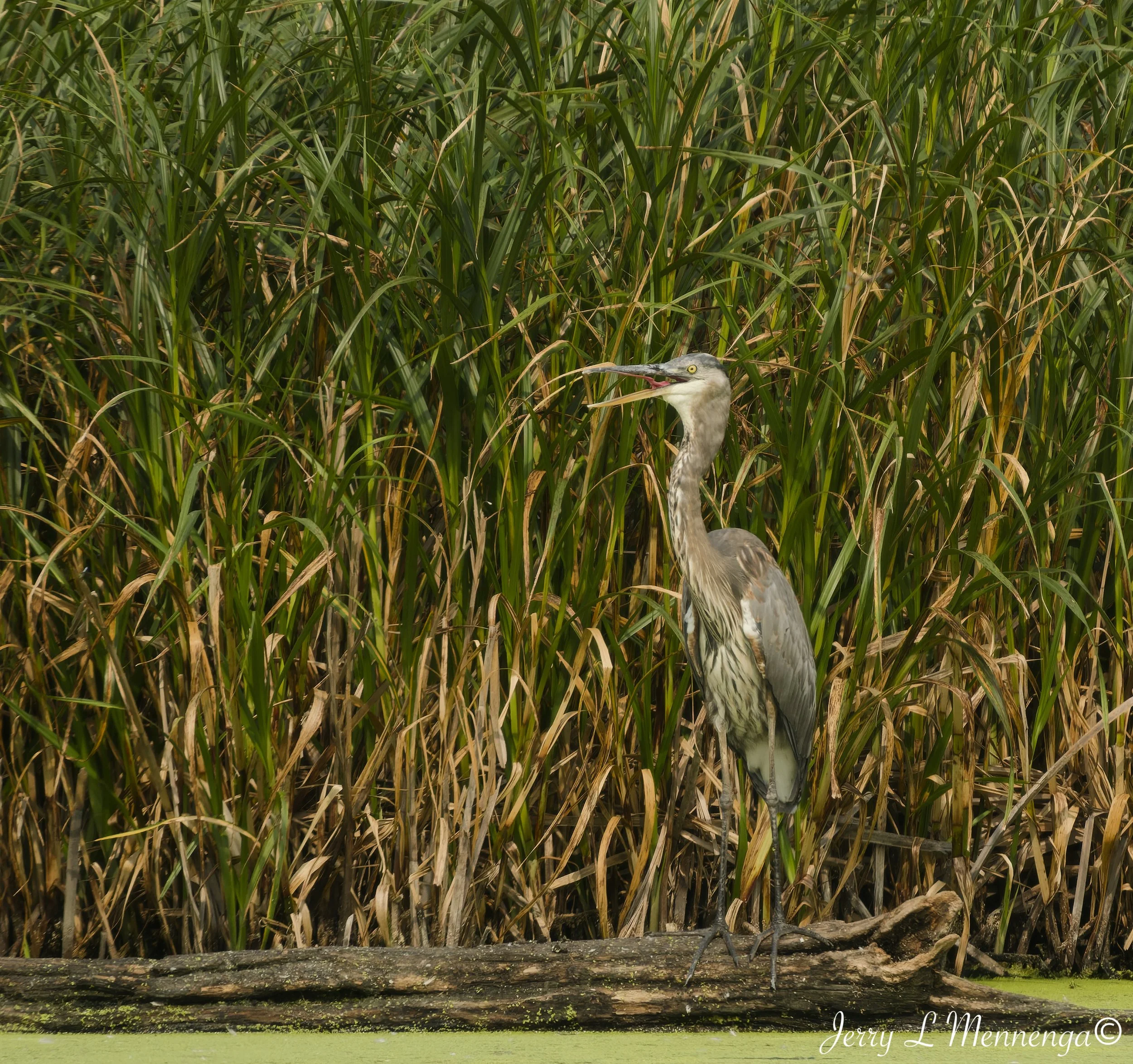 Birds Adams Homestead 2026 07-28_0729_DxO.jpg