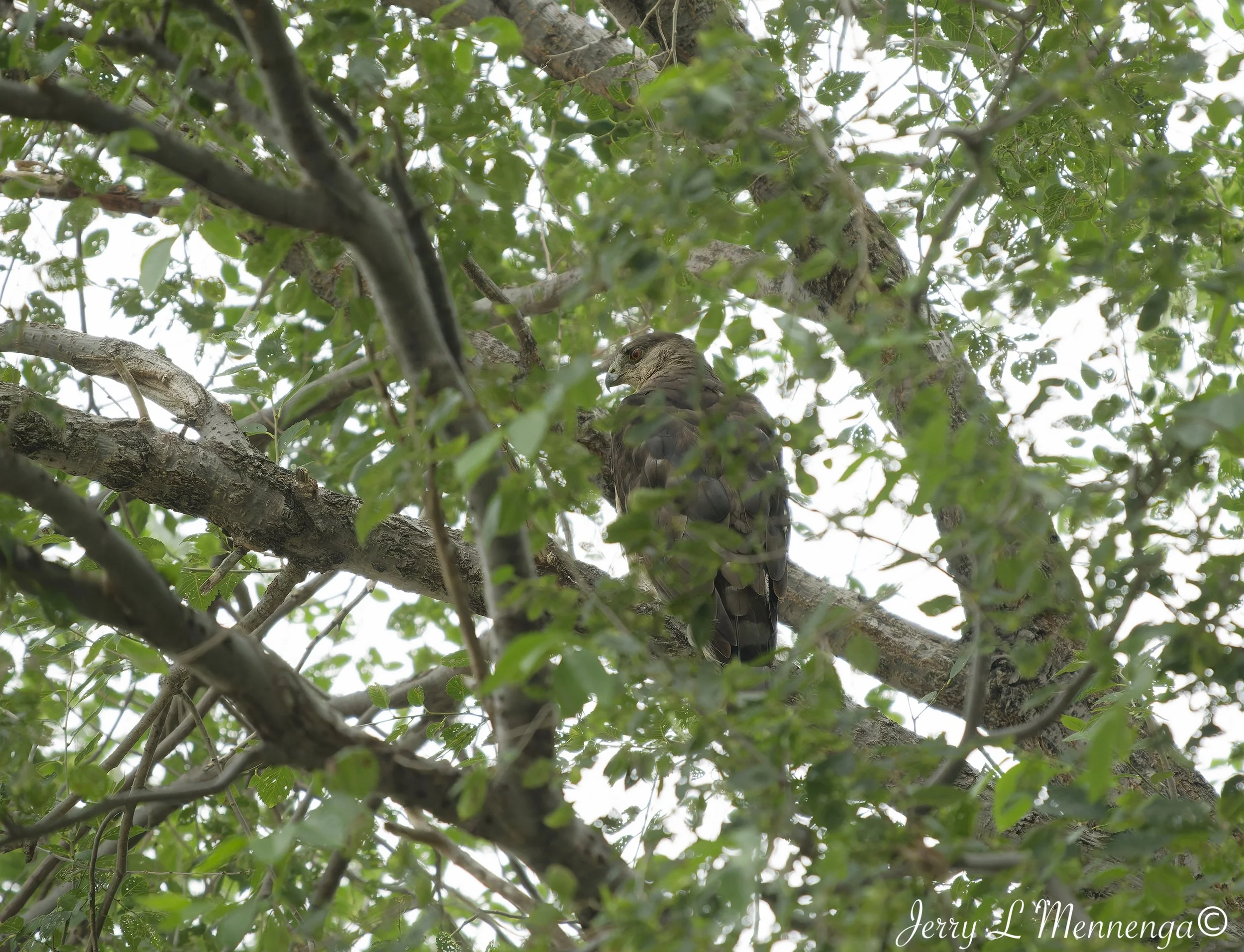 CoopersHawkBackyardBirds202607-30_0170_DxO.jpg