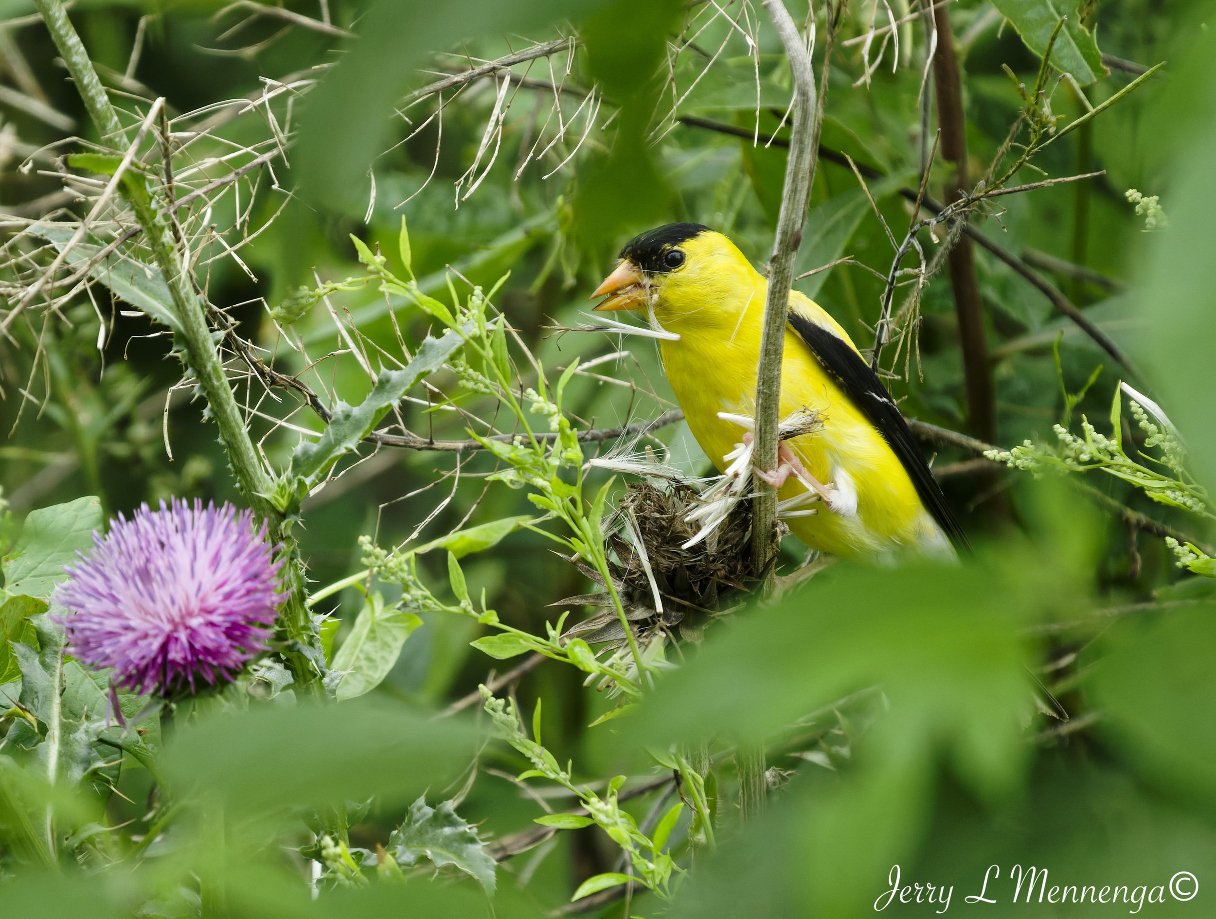 BirdsSnyderBend202608-15_0103_DxO.jpg