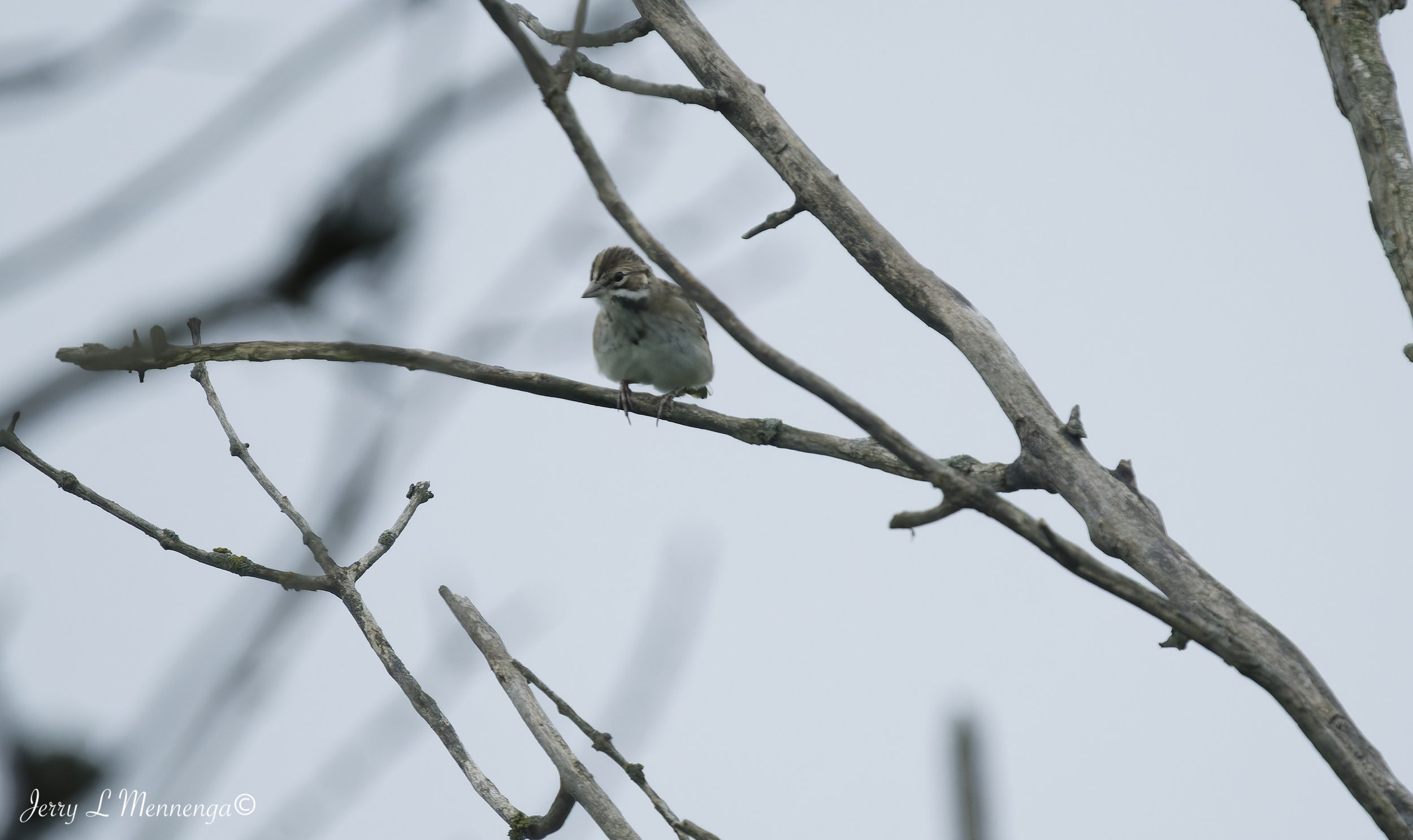 BirdsOwegoWetland202608-15_0092_DxO.jpg