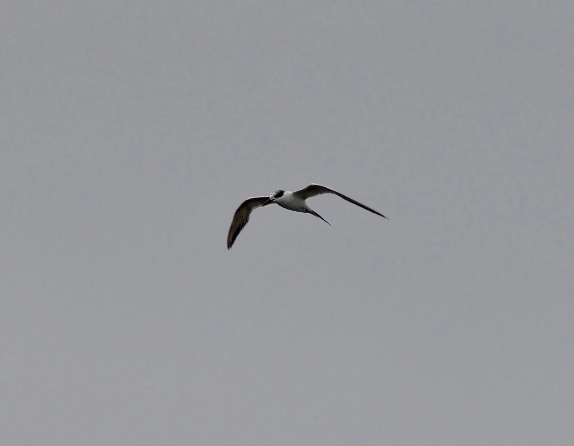 IMG_3003.jpg