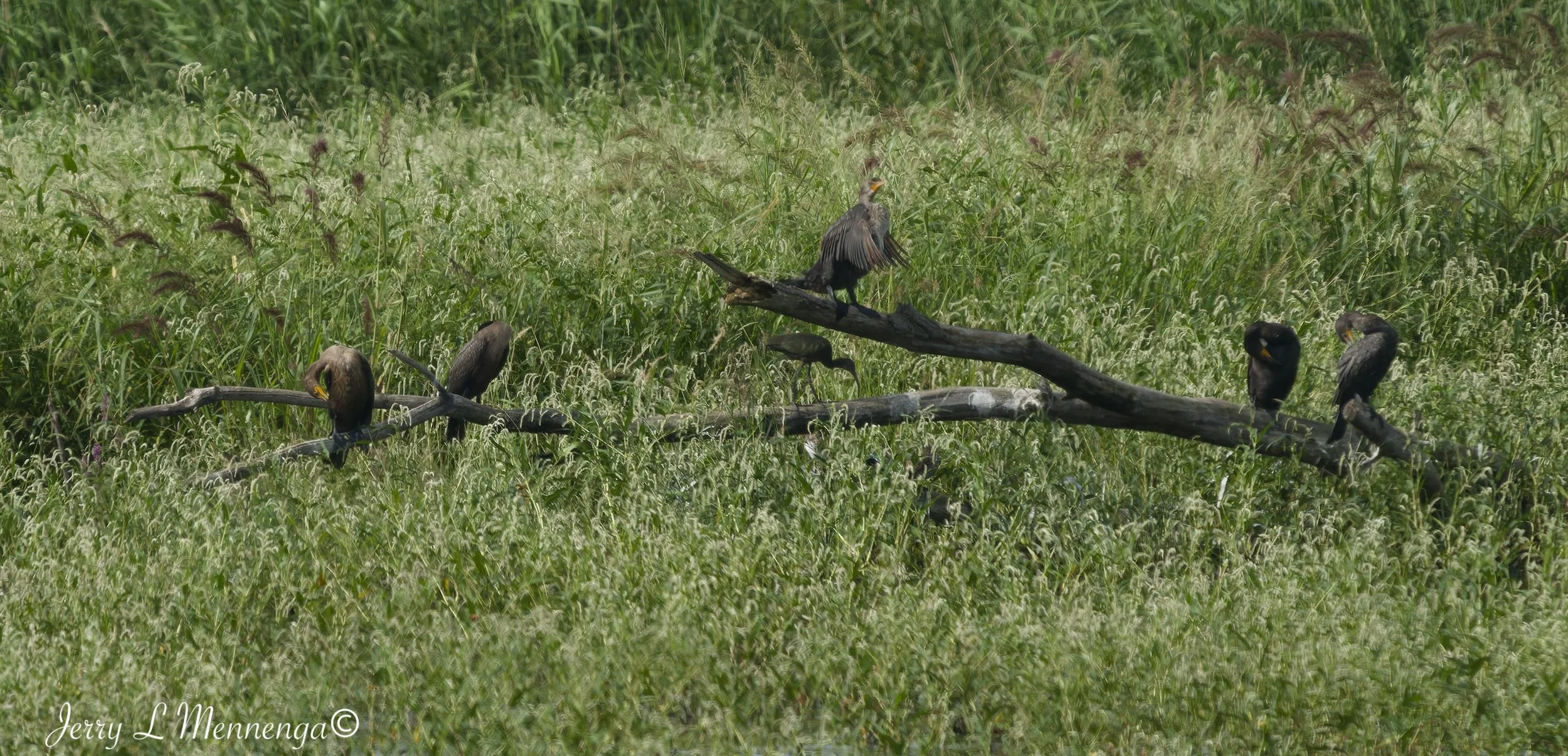 BirdsSnyderBendPark202608-16_0517_DxO.jpg