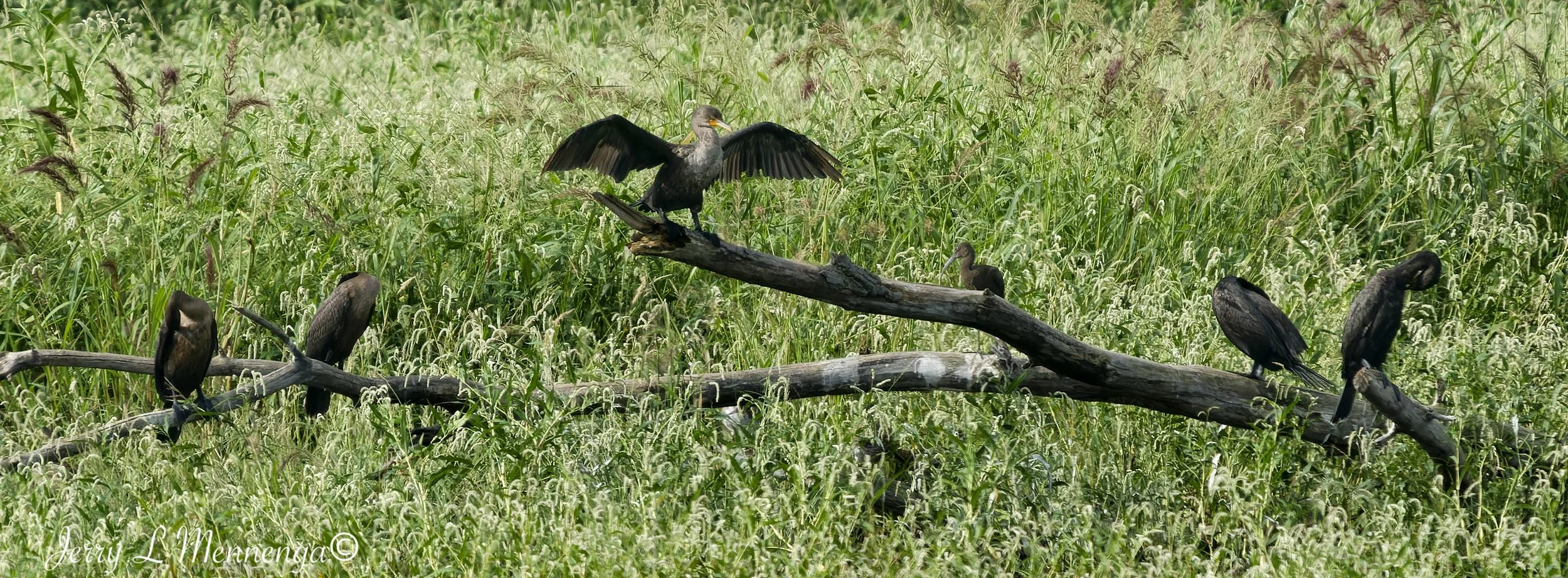 BirdsSnyderBendPark202608-16_0585_DxO.jpg