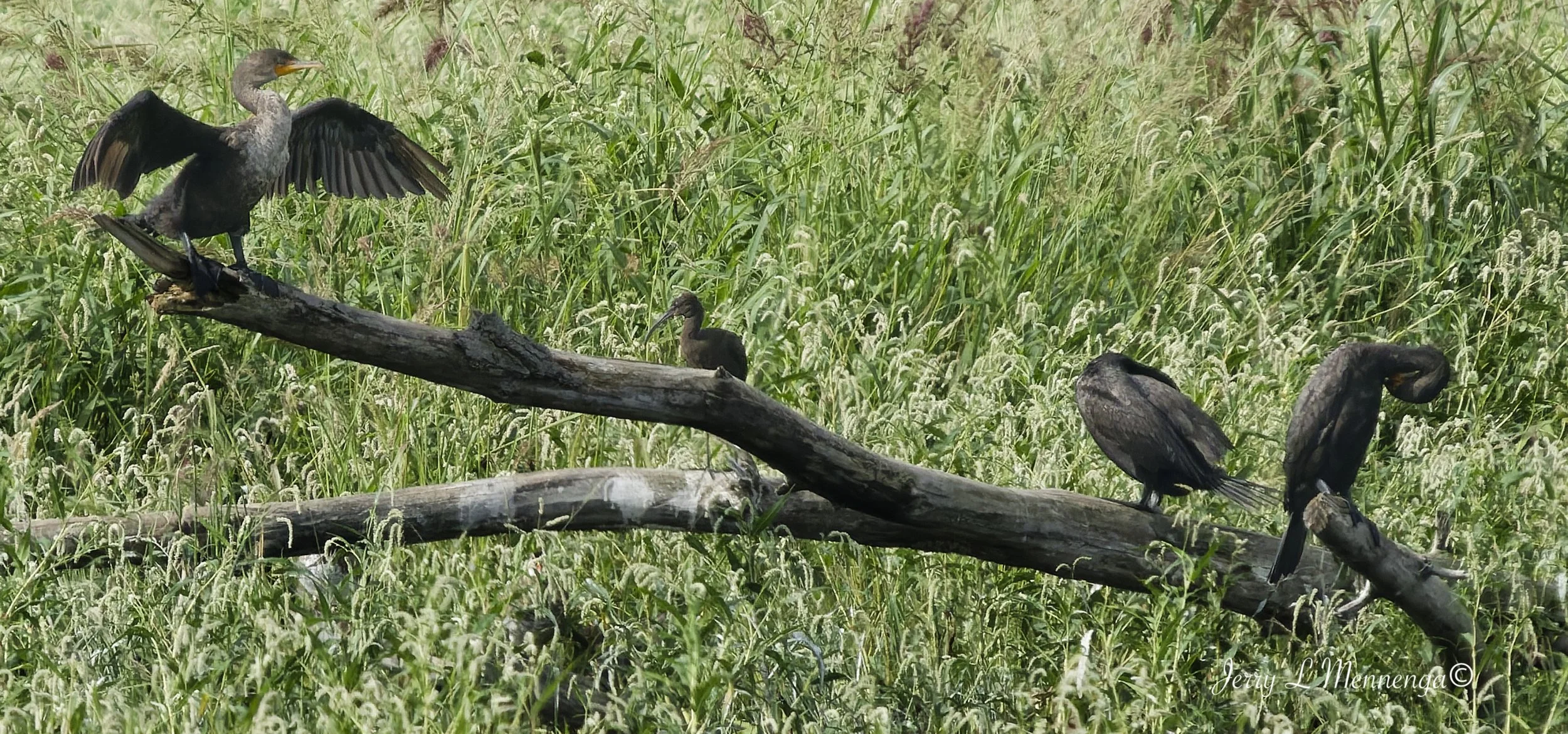 BirdsSnyderBendPark202608-16_0592_DxO.jpg