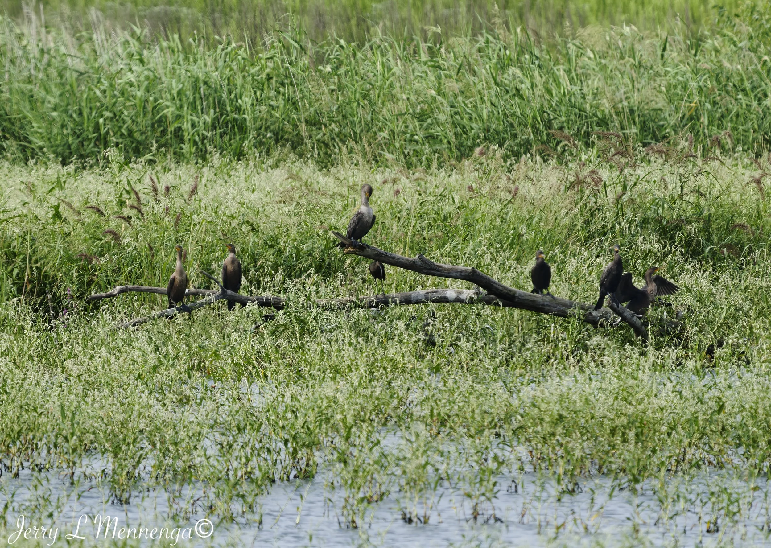 BirdsSnyderBendPark202608-16_0719_DxO.jpg