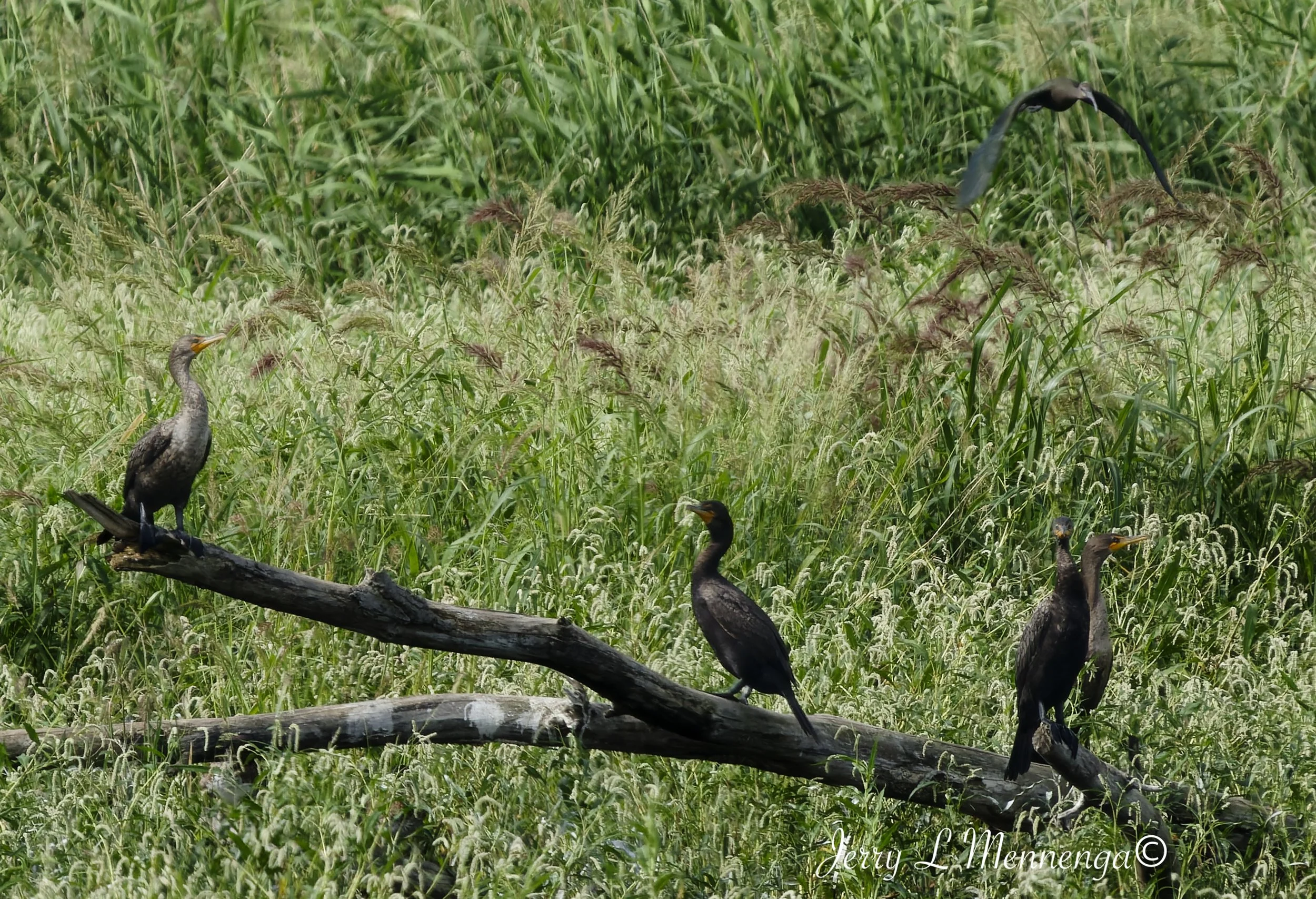 BirdsSnyderBendPark202608-16_0809_DxO.jpg