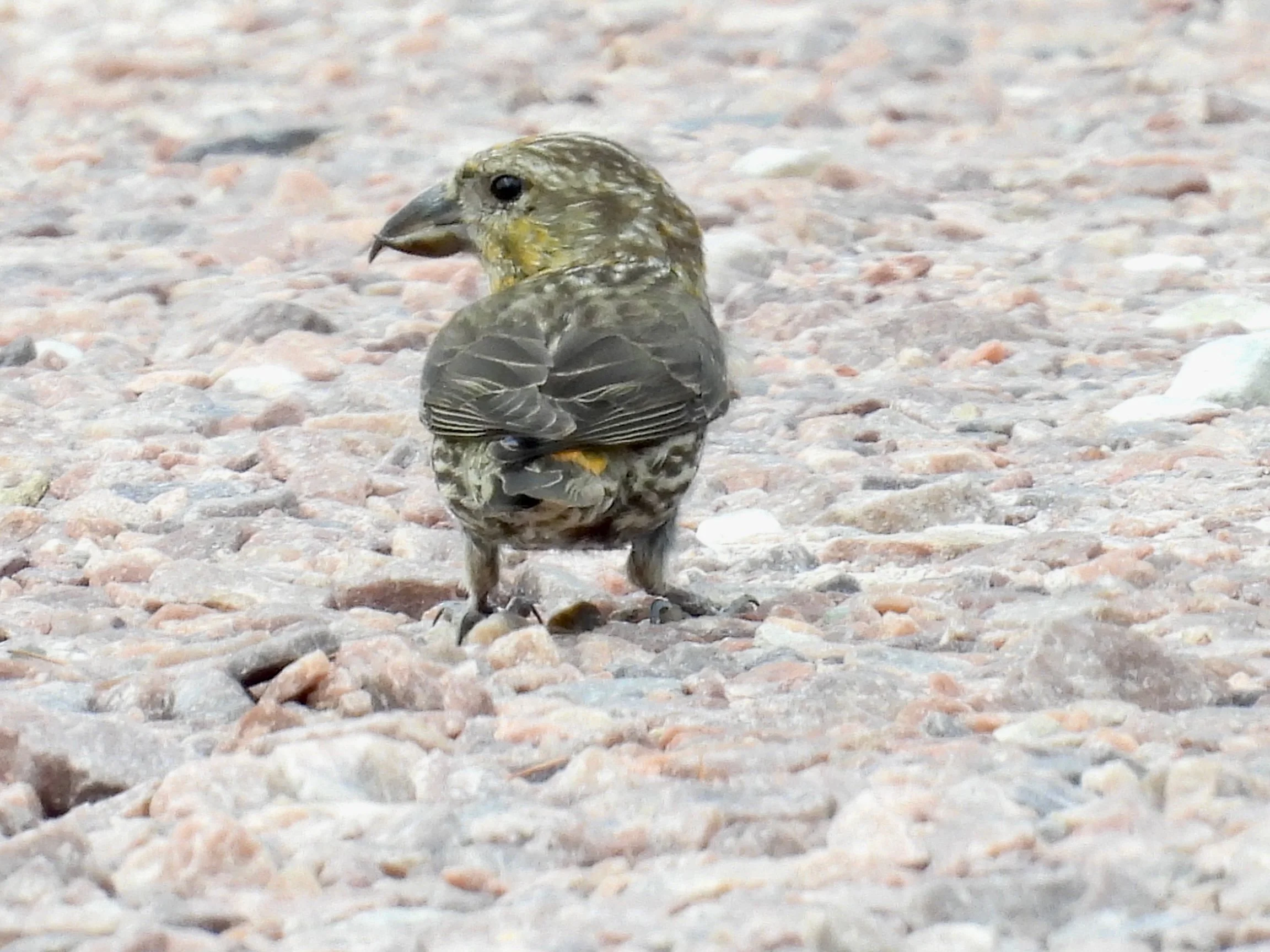 Rex's Crossbill photo.JPEG