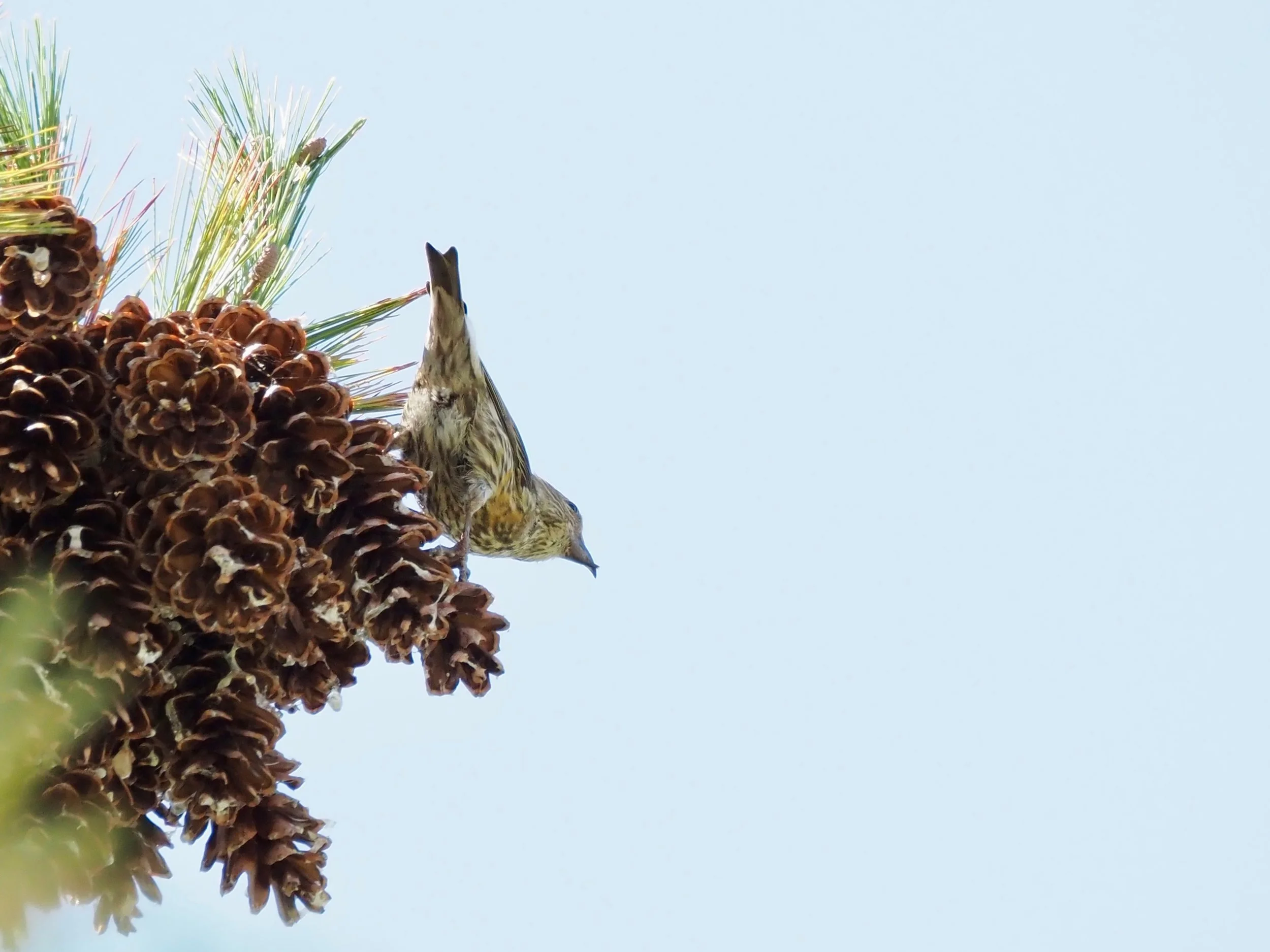 Crossbill.jpg