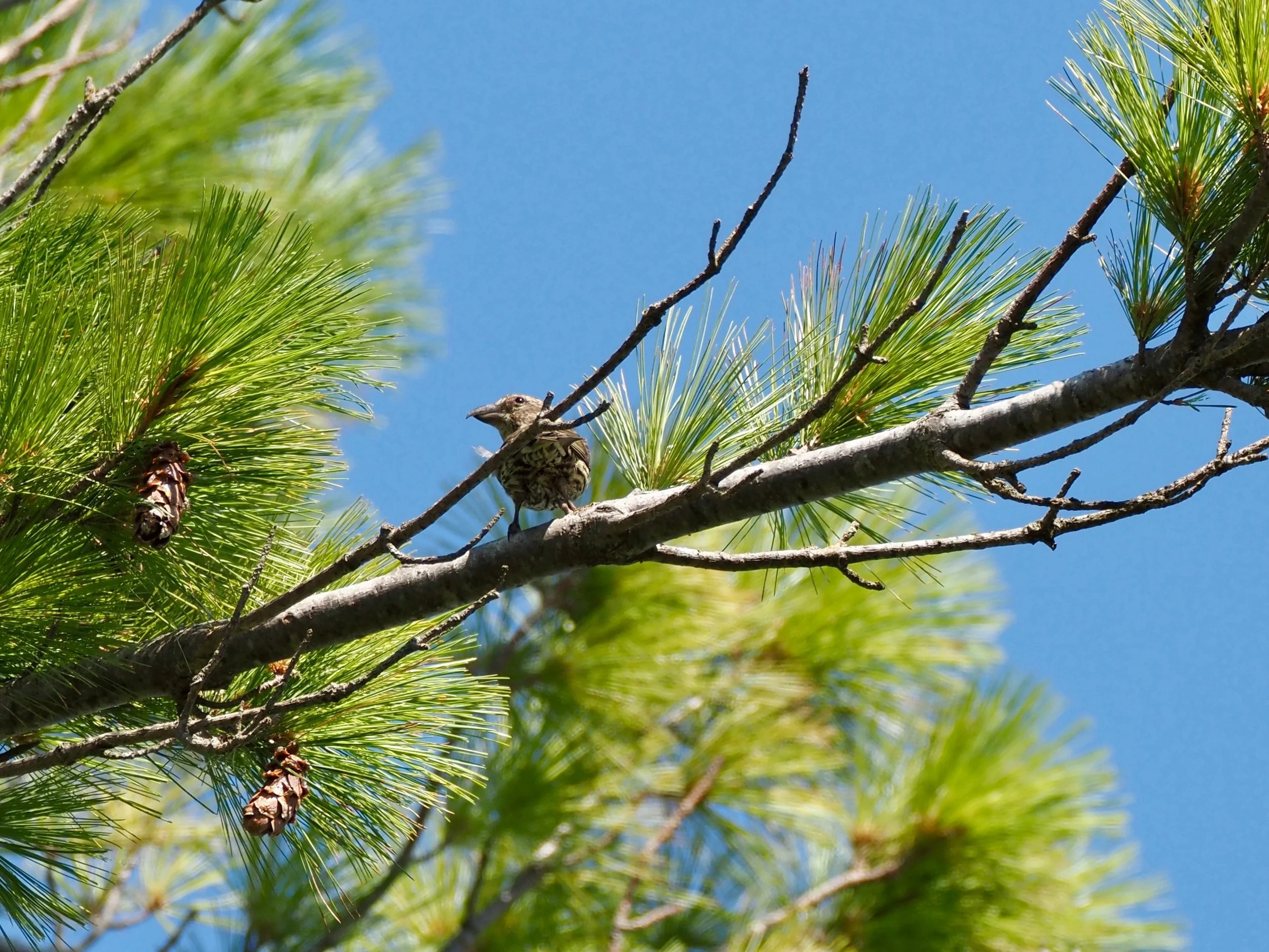 Crossbill 2.jpg