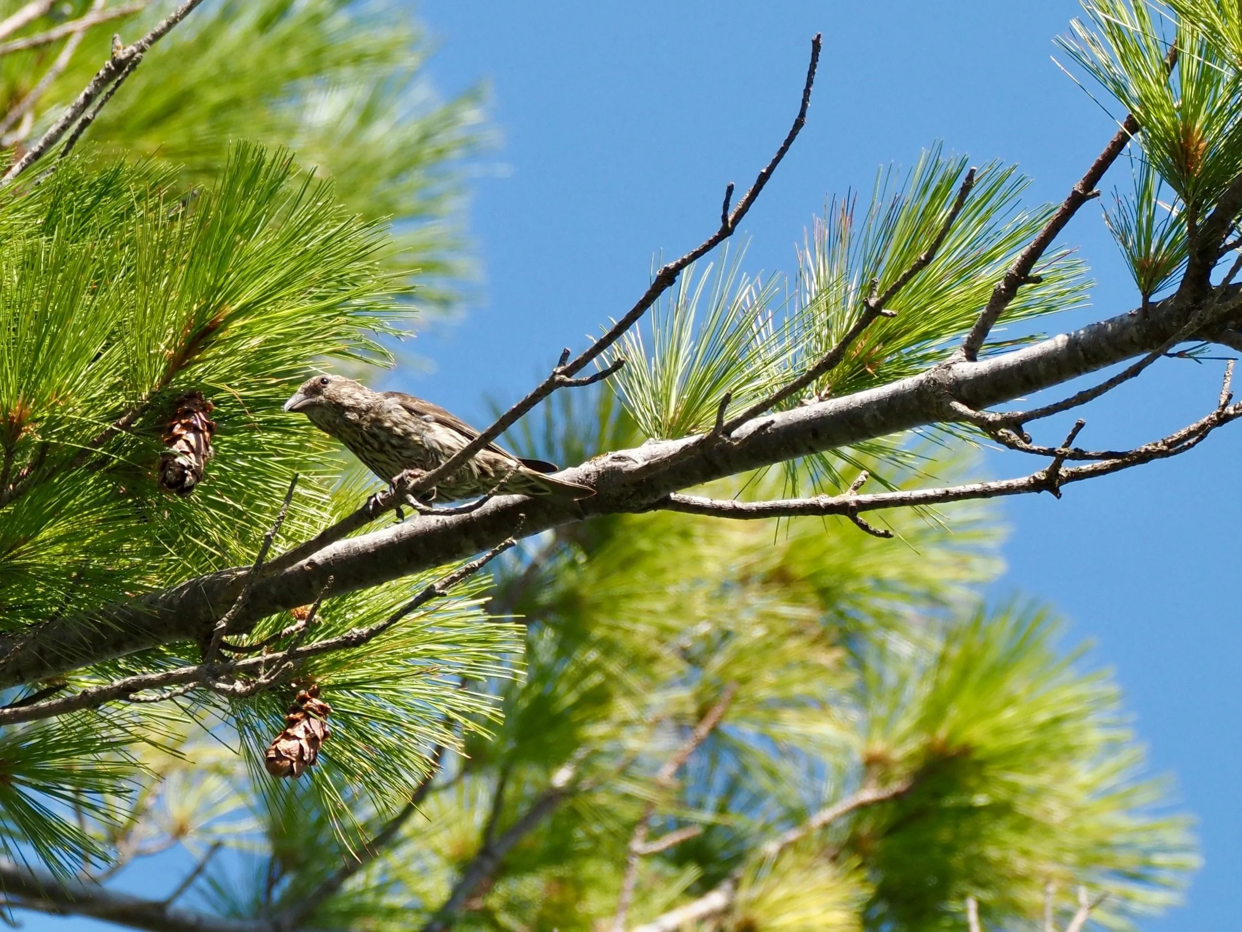 Crossbill 3.jpg