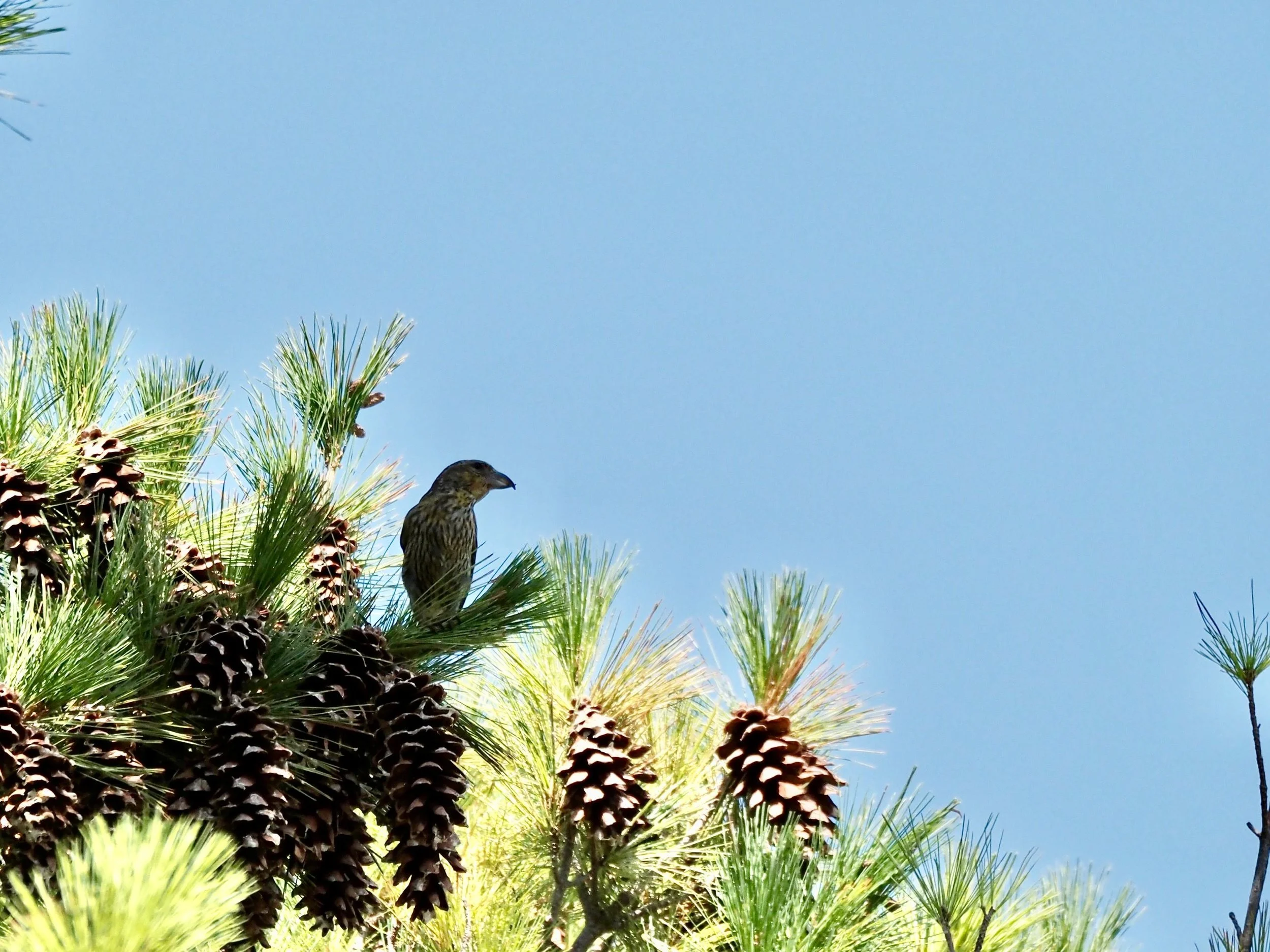 Crossbill 4.jpg