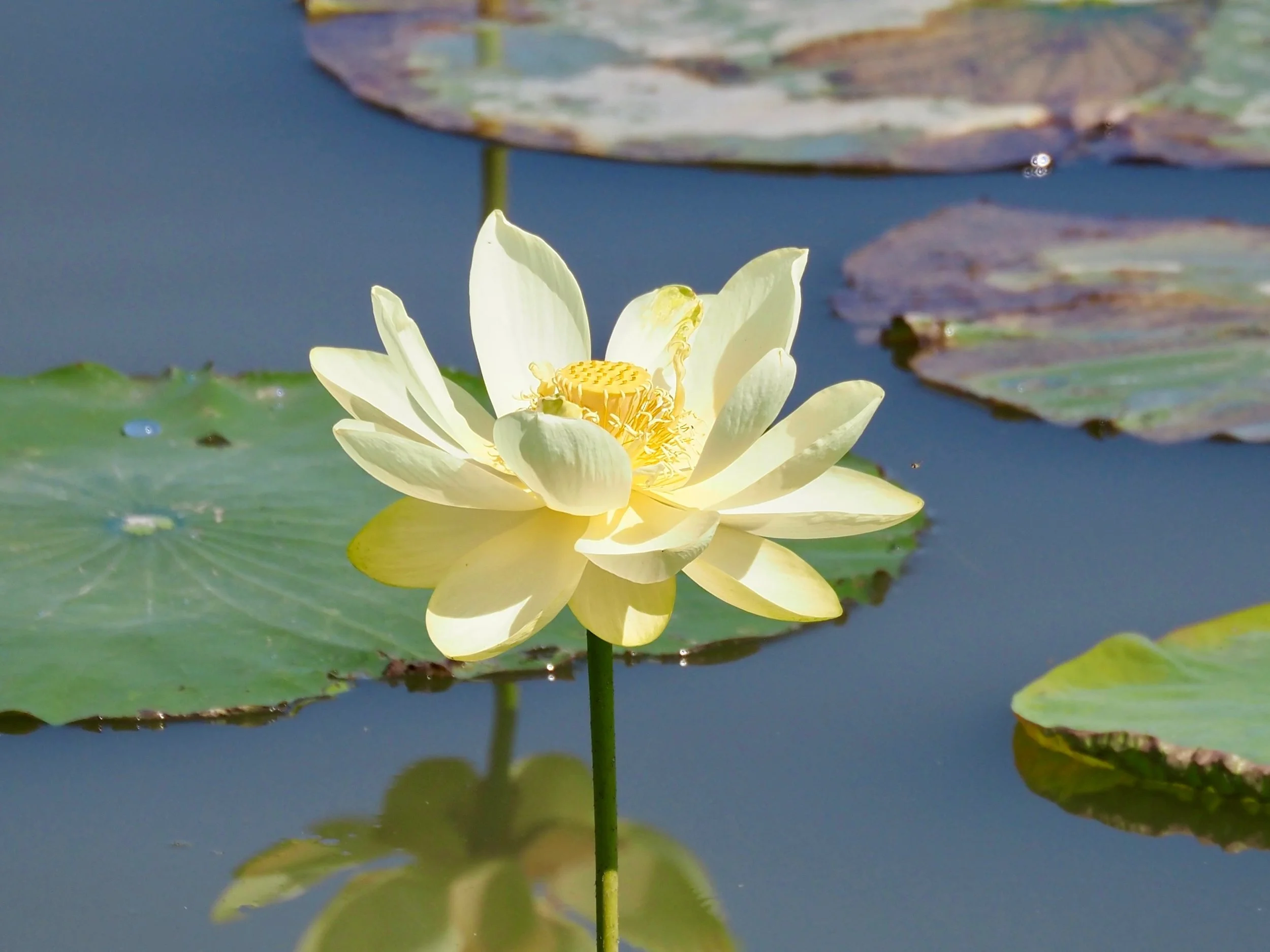 Lily at Brown's Lake.jpg