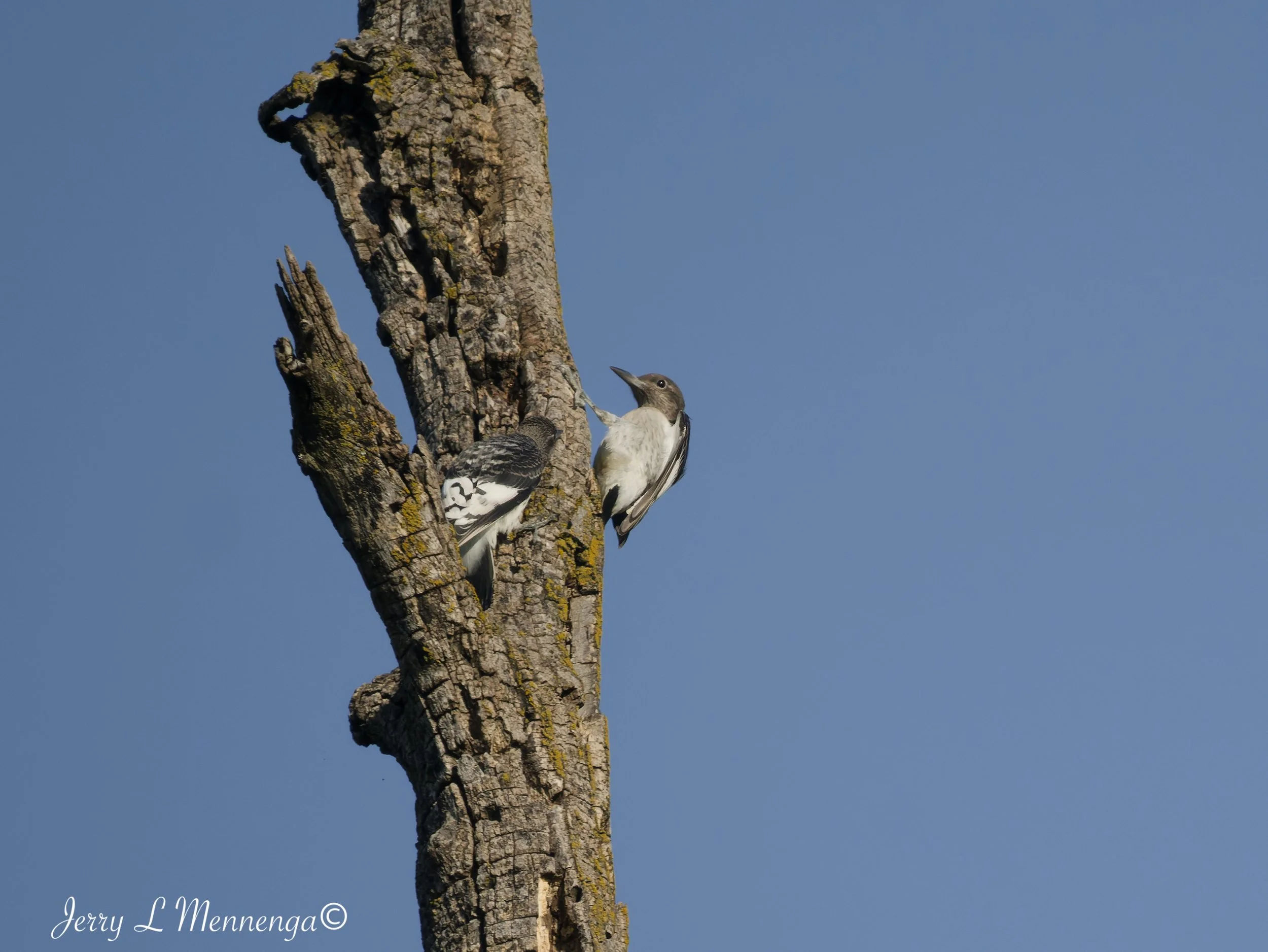 BirdsAdamsHomestead202608-26_0052_DxO.jpg