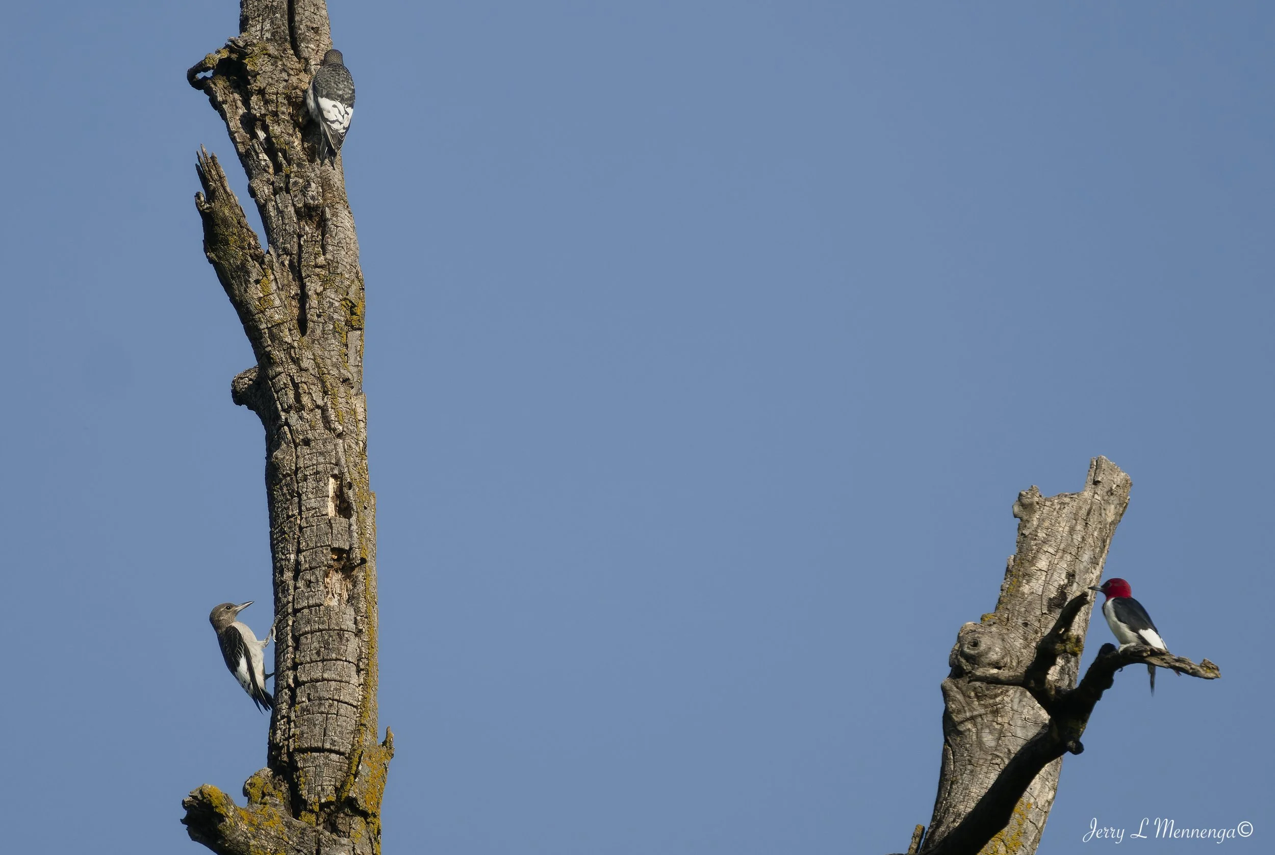 BirdsAdamsHomestead202608-26_0065_DxO.jpg