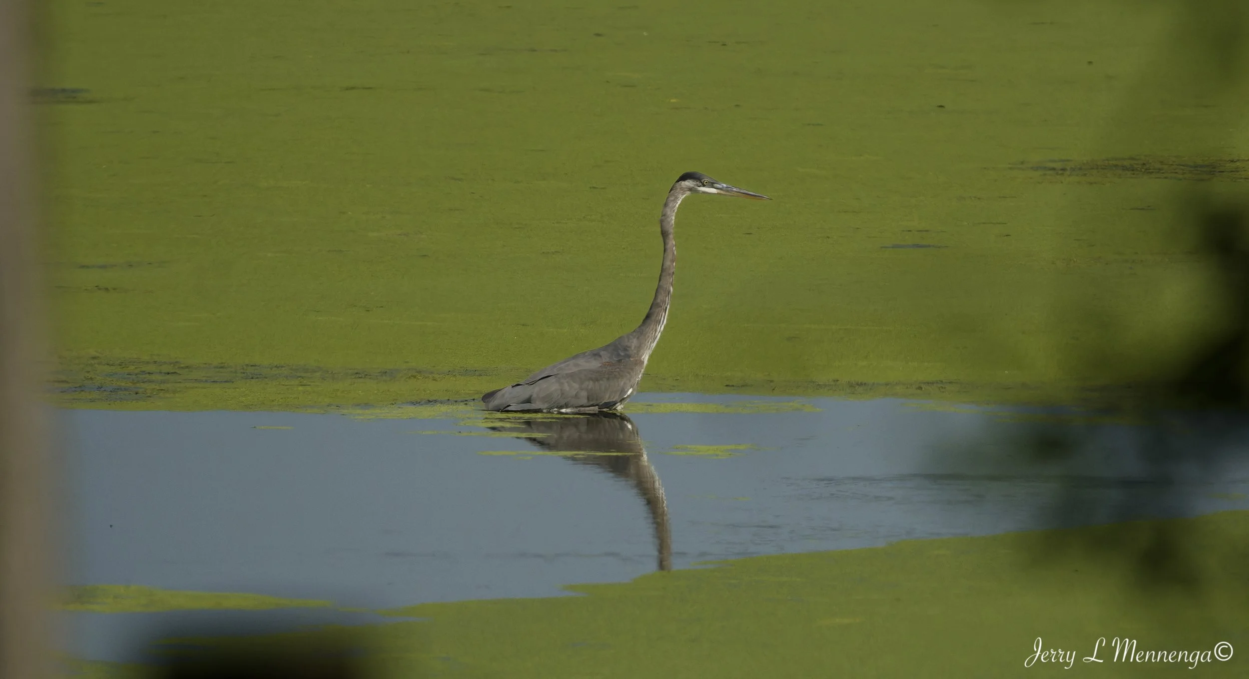 BirdsAdamsHomestead202608-26_0706_DxO.jpg