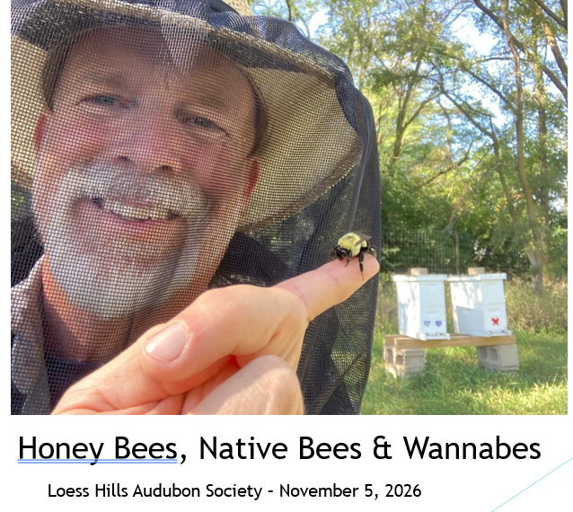 Honey Bees, Native Bees, and Wannabees - with Phil Breed