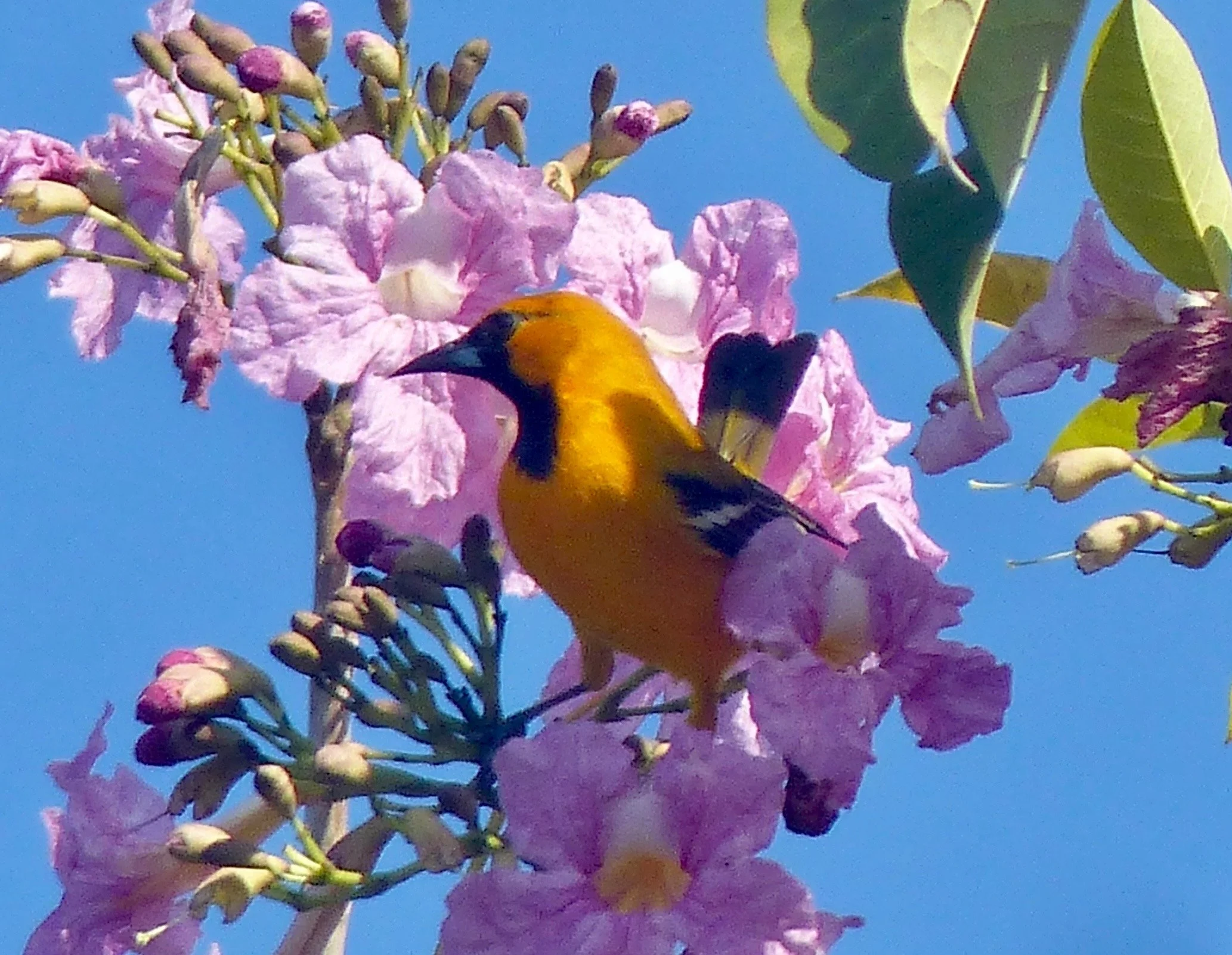Birding NW Yucatan with Rex and Paul