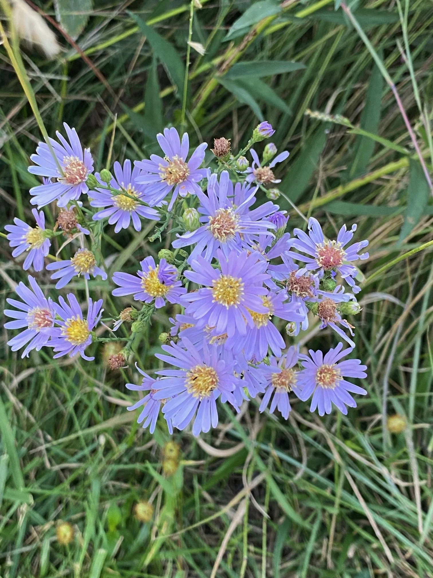 IMG_8459.jpeg