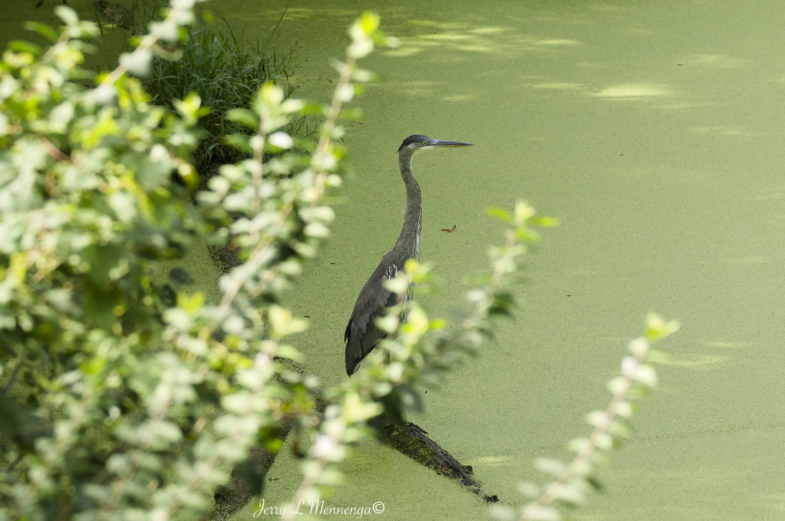 BirdsBaconCreek202609-02_0036_DxO.jpg