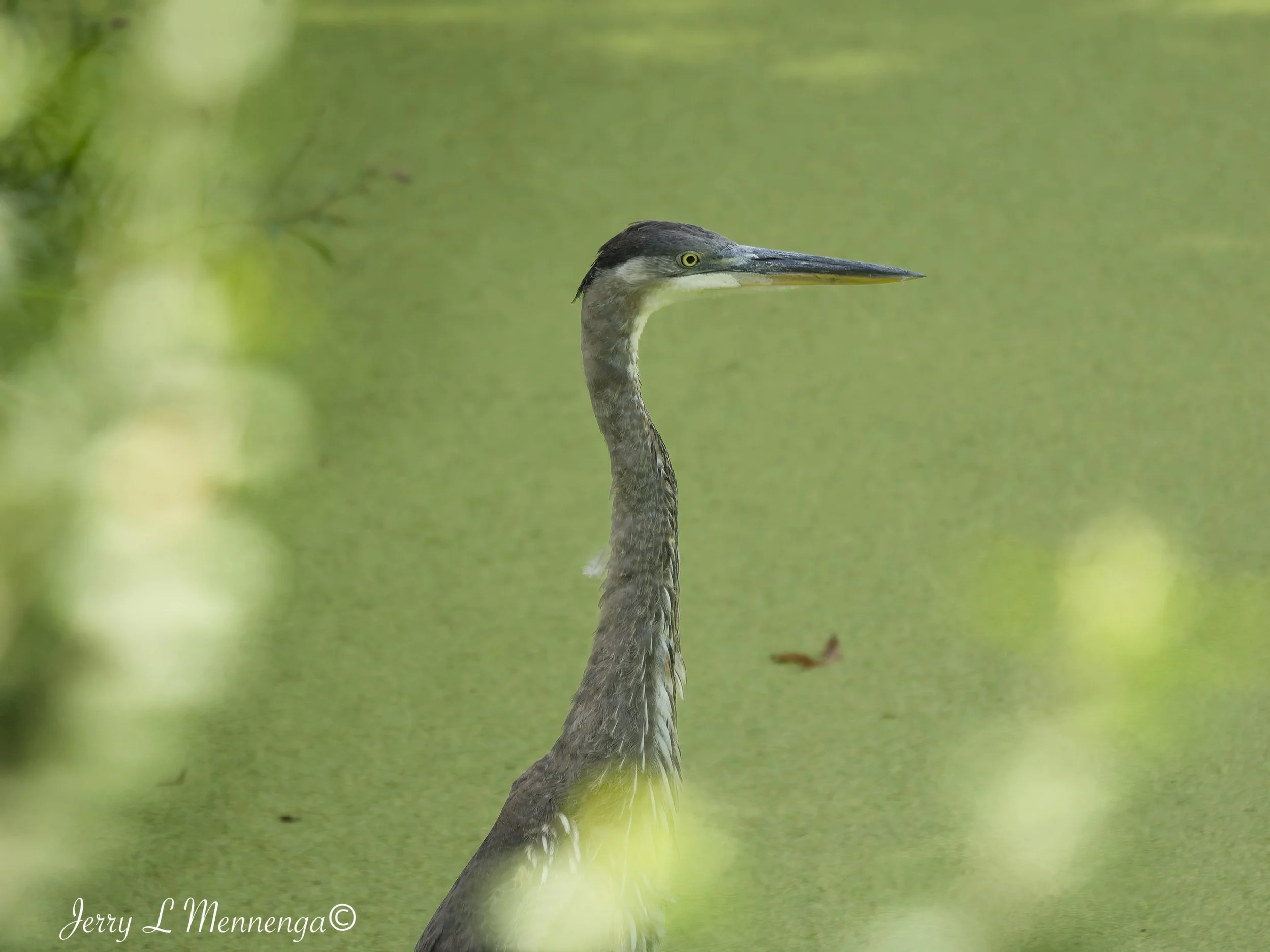 BirdsBaconCreek202609-02_0041_DxO.jpg
