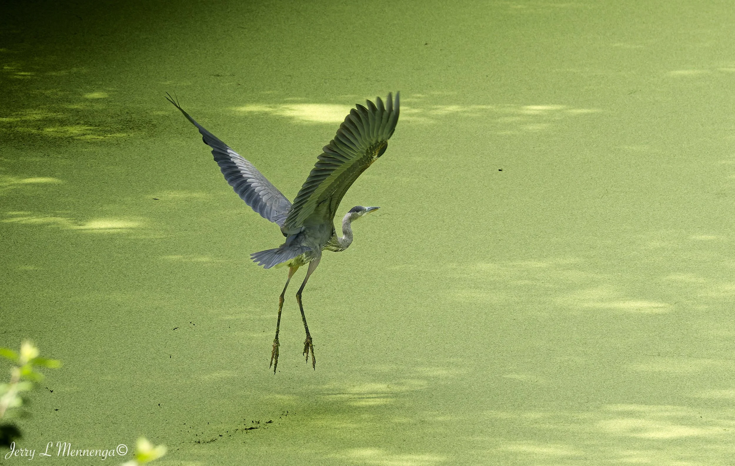 BirdsBaconCreek202609-02_0063_DxO.jpg