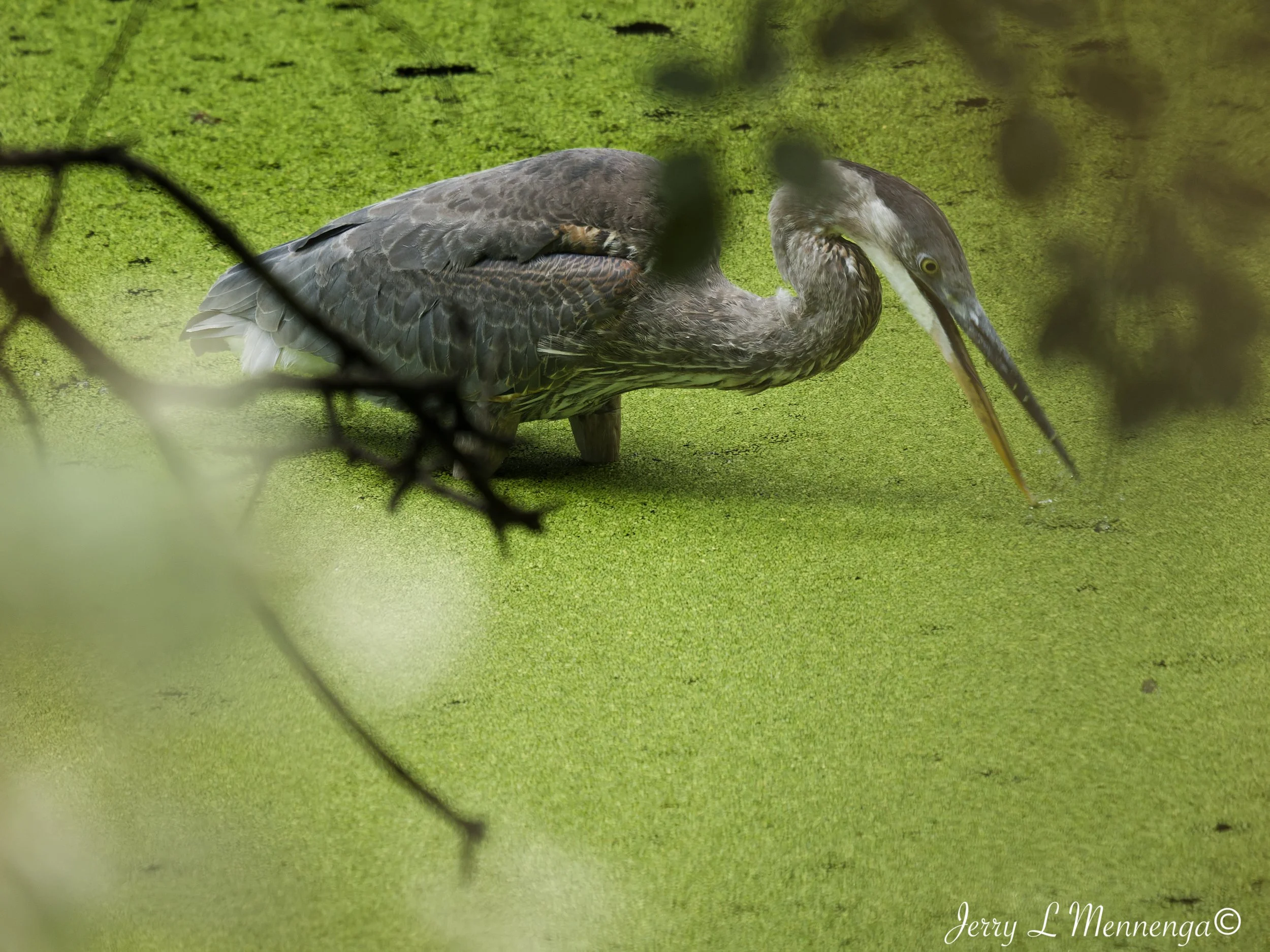 BirdsBaconCreek202609-02_0141_DxO.jpg
