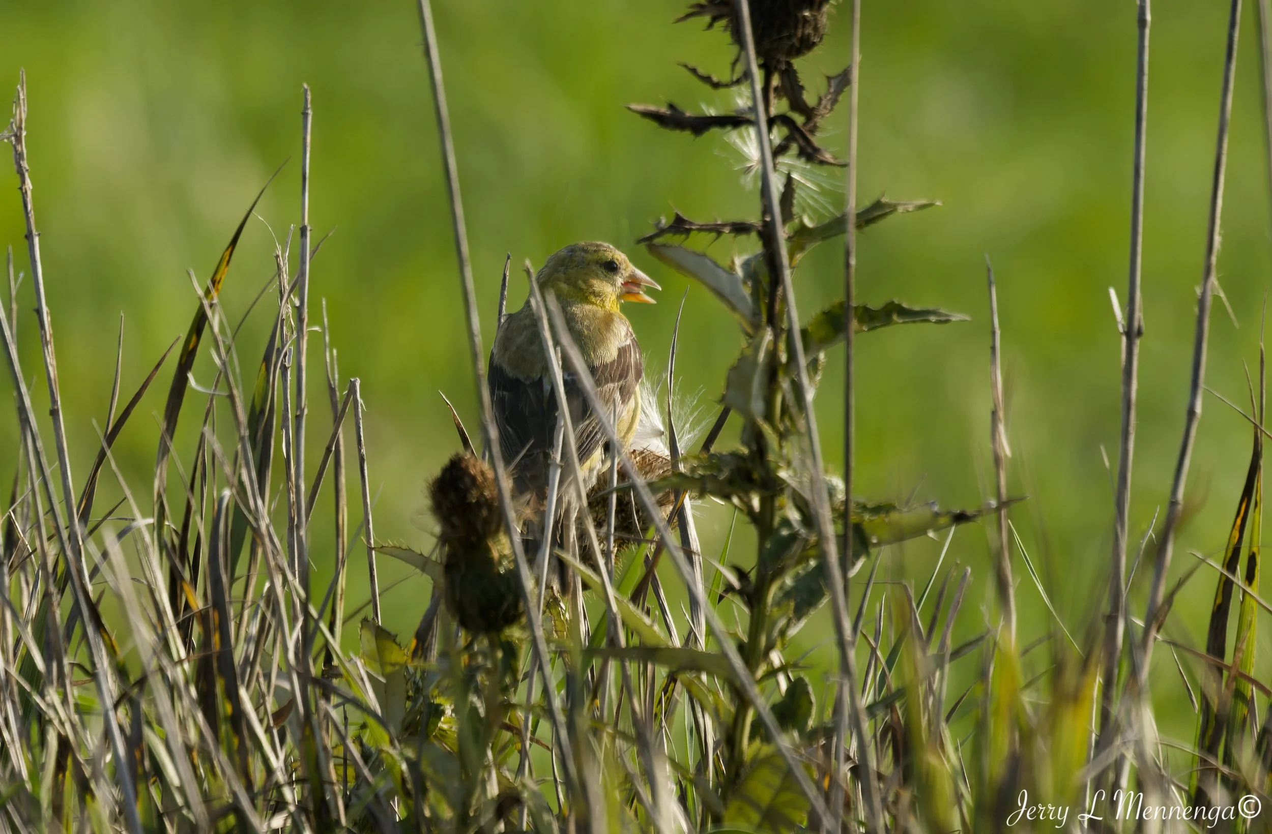 BirdsOwegoWetland202609-01_0950_DxO.jpg