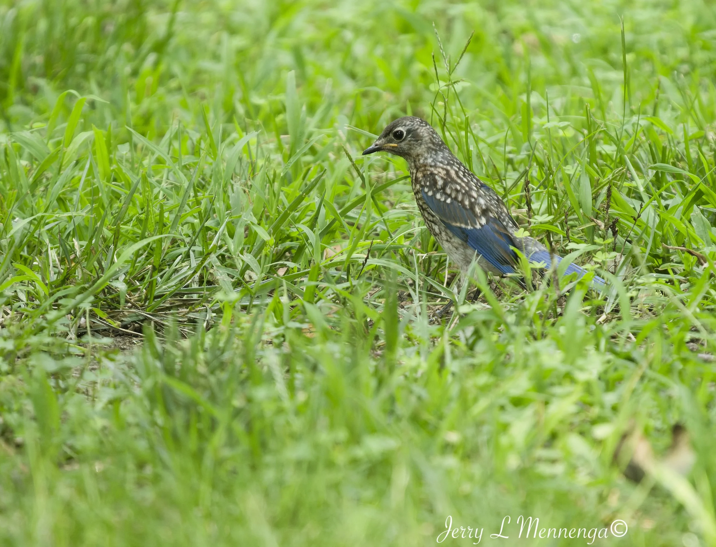 BirdsSouthwoodConservationArea202608-03_0281_DxO.jpg